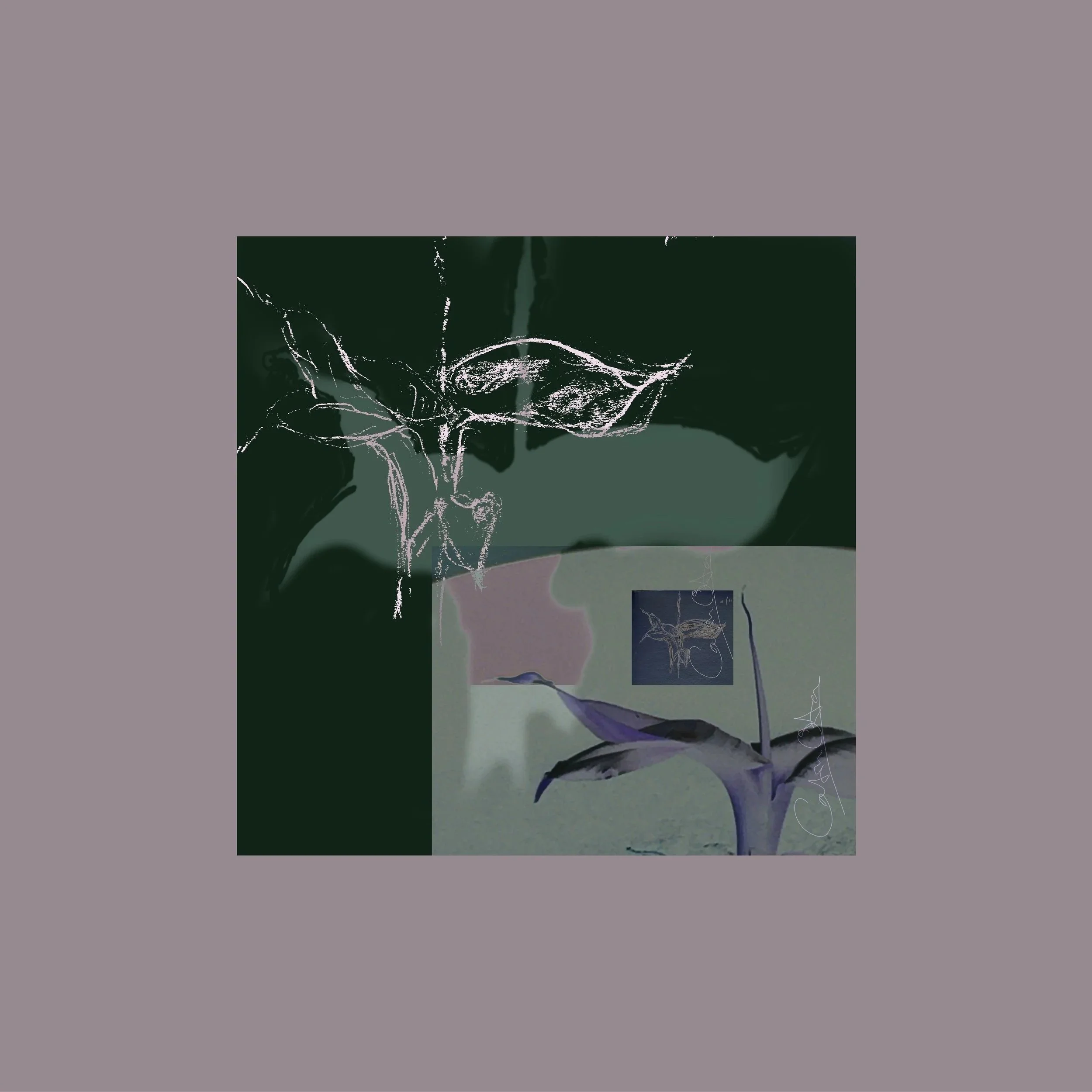 Abstract digital fine art by Catrin O'Hara: hand-drawn plant sketch montaged with photograph of same plant, framed by deep aubergine border.