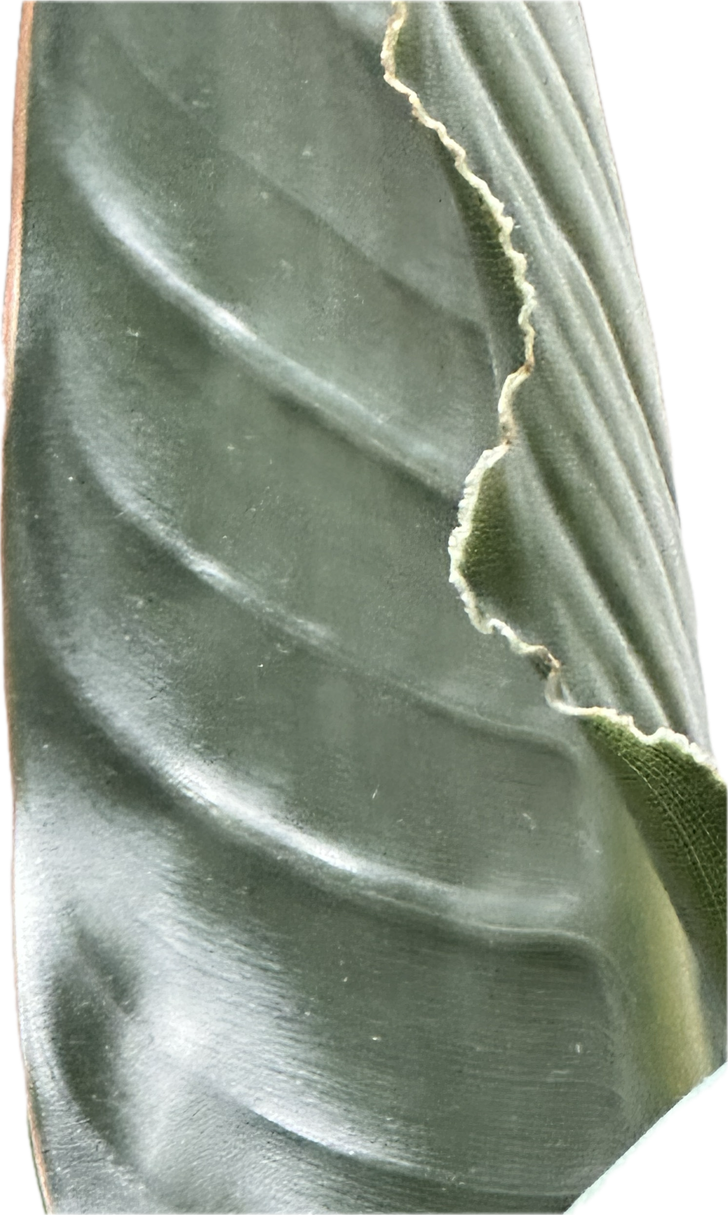 Studio process image for Ravilious Dreams: A Bird of Paradise leaf illuminated by sunlight, the initial inspiration for the abstract digital composition.