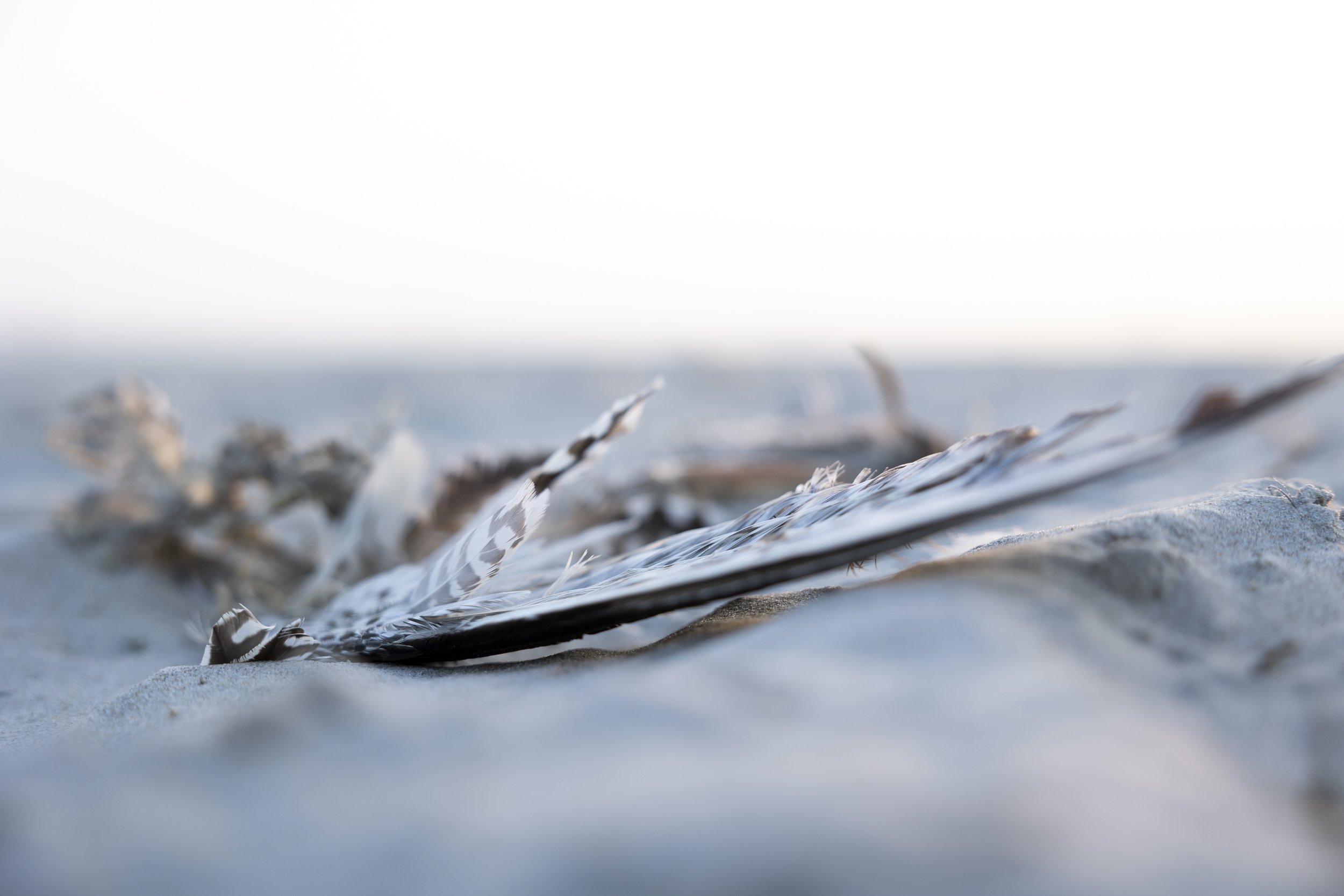 Ameland 510 copy.jpg