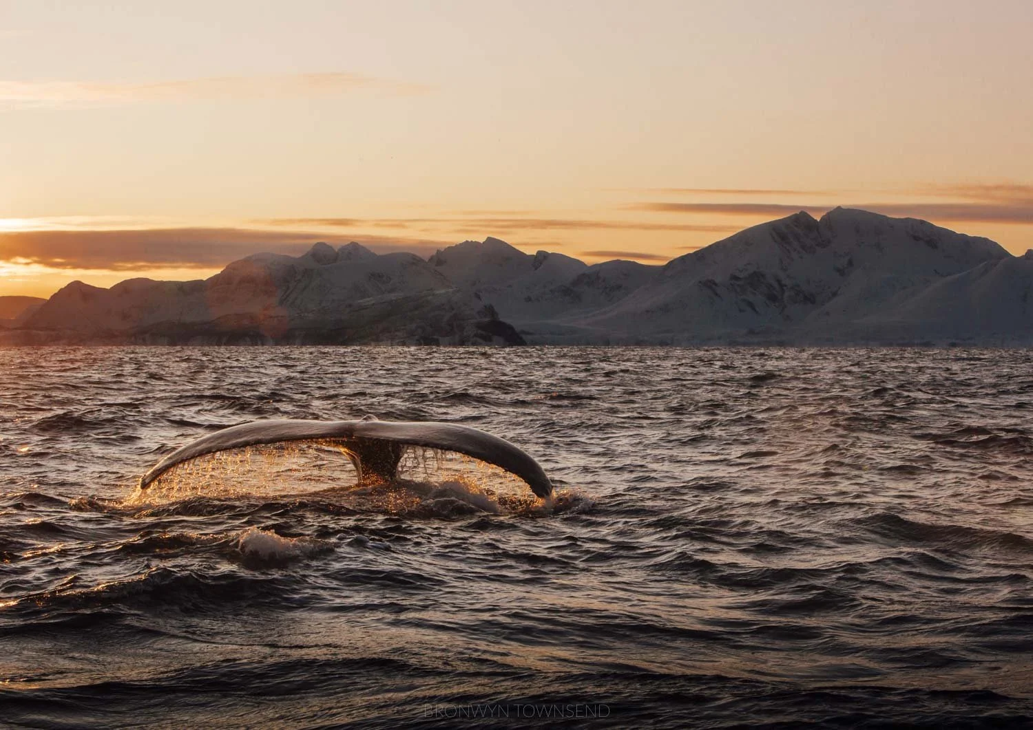 Whale Watching Tromsø: A Complete Guide to Tours, Season and Tips
