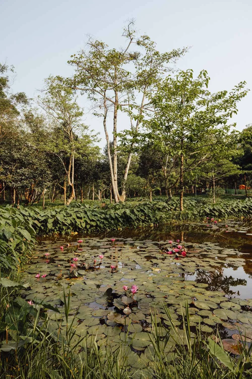 Lilypond at the my son sactuary site with a forest in the background under blue skies in the early morning
