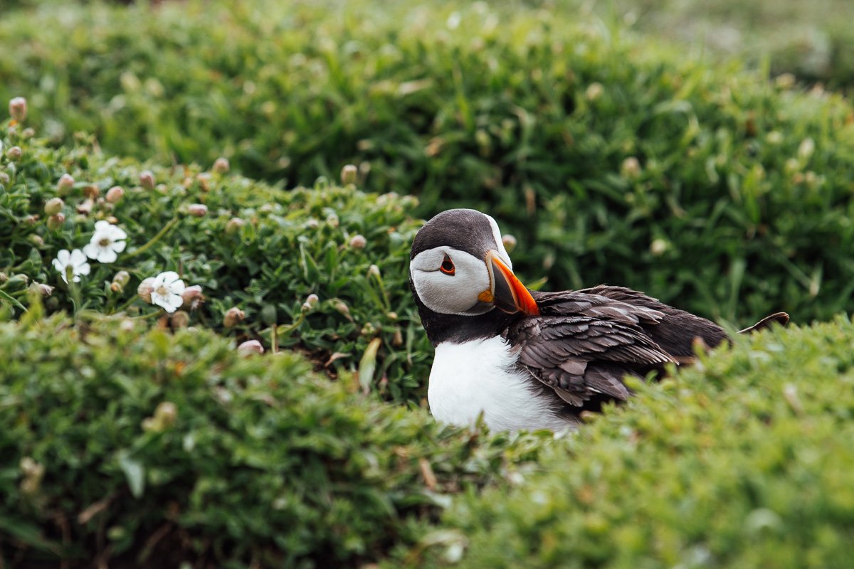 How to see puffins on Skomer Island in Wales [2023 update] — Bronwyn ...