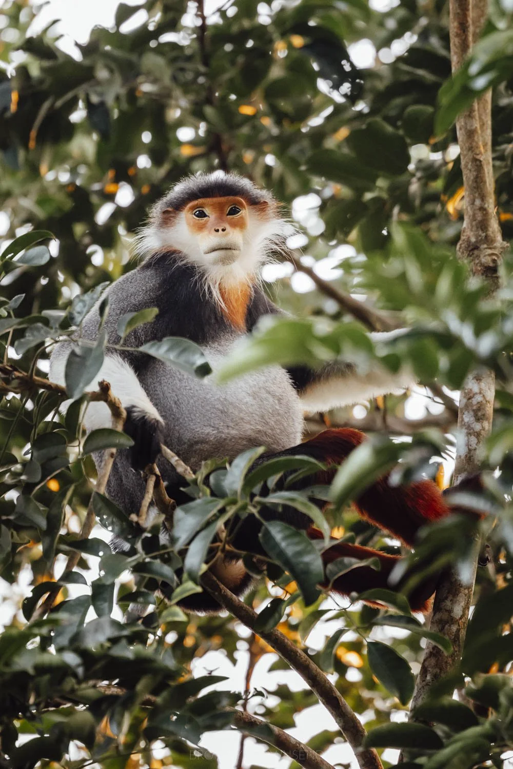 a red shanked douc langur, an endangered monkey species, sitting among a leafy tree top in son tra peninsula, vietnam. The monkey has an orange face with white beard-like fur and great and white body fur