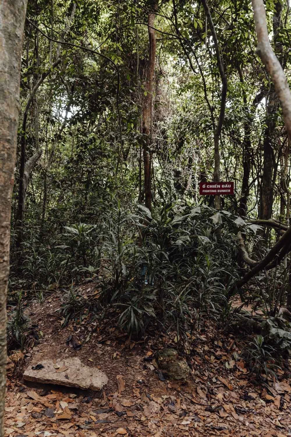 Forest of the cu chi tunnels in vietnam, with overgrown jungle and a sign for a bunker