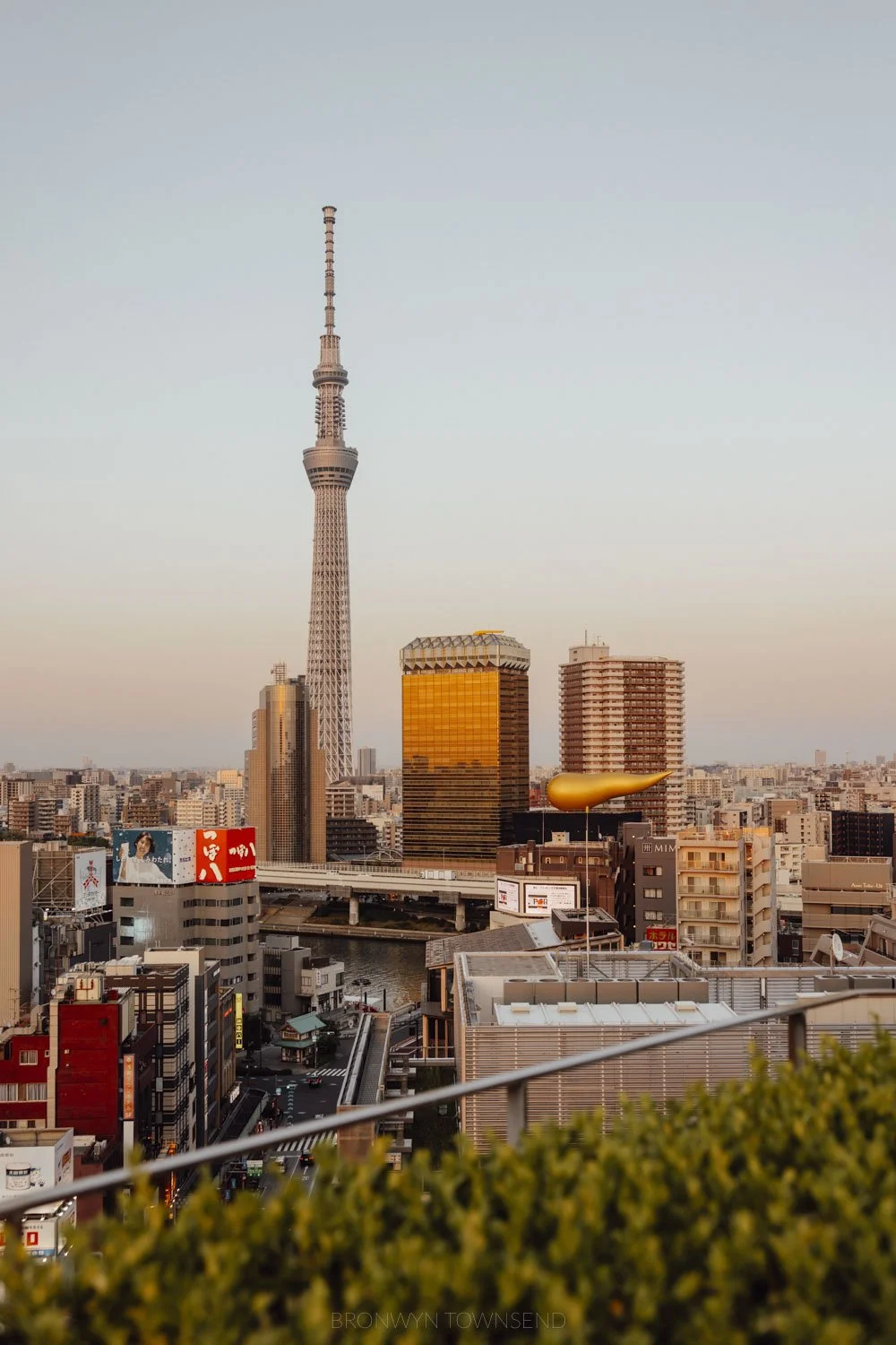 View of Tokyo sky tree at sunset on a clear day. The rooftops and streets below are set against a background of glass buildings and there is a hedge at the bottom in the foreground..