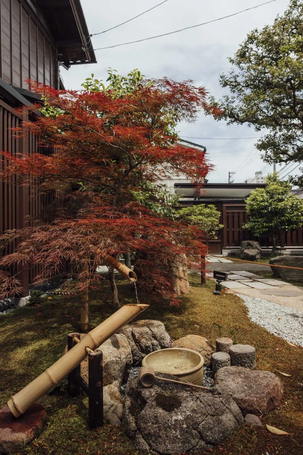 traditional bamboo water feature under a red leafed maple tree at sendake residence in Kanazawa
