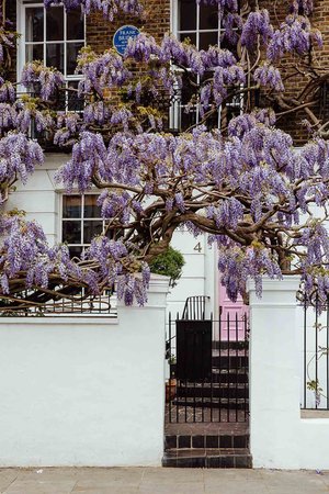 Where to find the best wisteria locations in London 2023 — Bronwyn Townsend