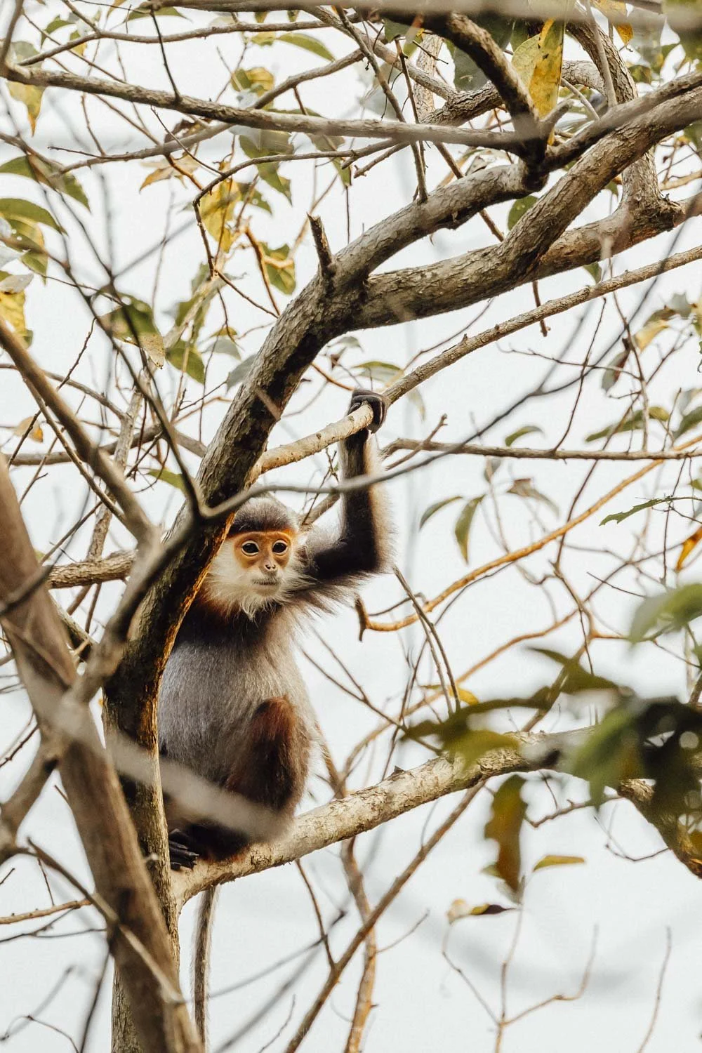 a juvenile red shanked douc langur, an endangered monkey species, sitting among a branches in son tra peninsula, vietnam. The monkey has an orange face with white beard-like fur and great and white body fur