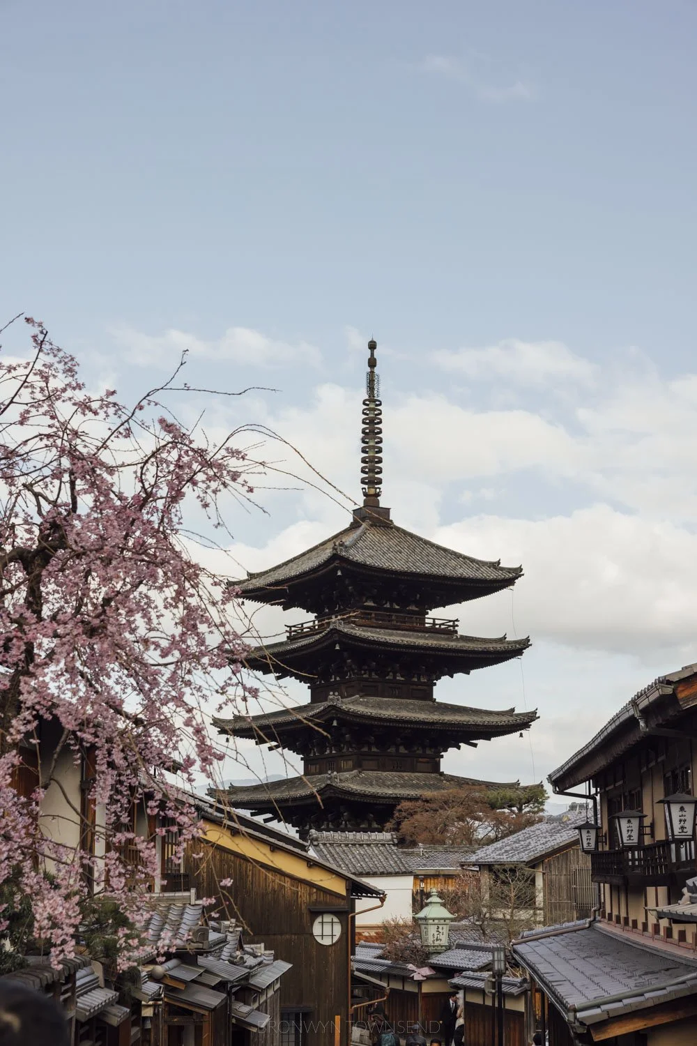 Spring veiw of Sannenzaka early morning with cherry blossoms in the left foreground and the Yasaka Pagoda rising in the background in the centre