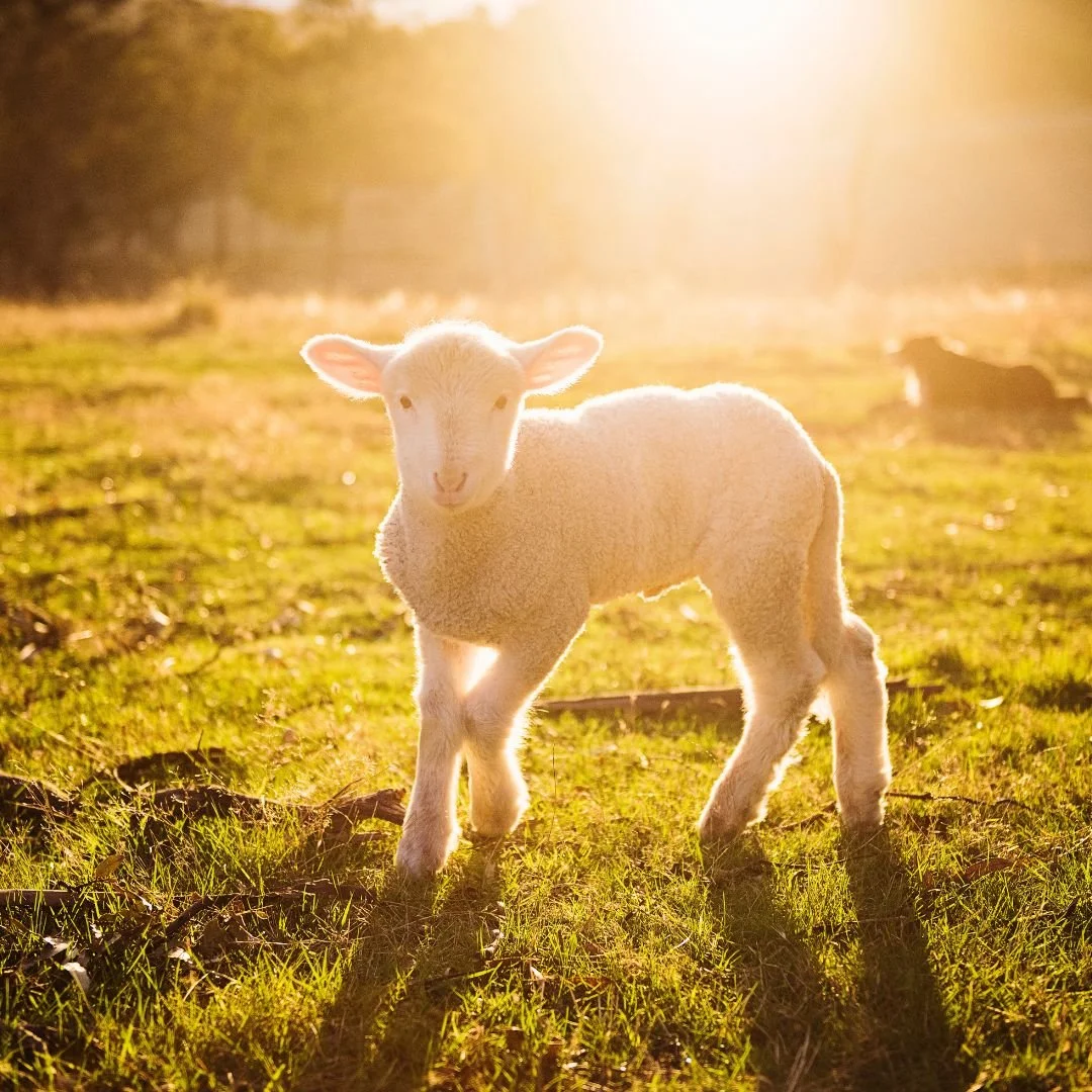 Vegan «θαύμα» ή ο Covid-19 έσωσε 500.000 αρνάκια