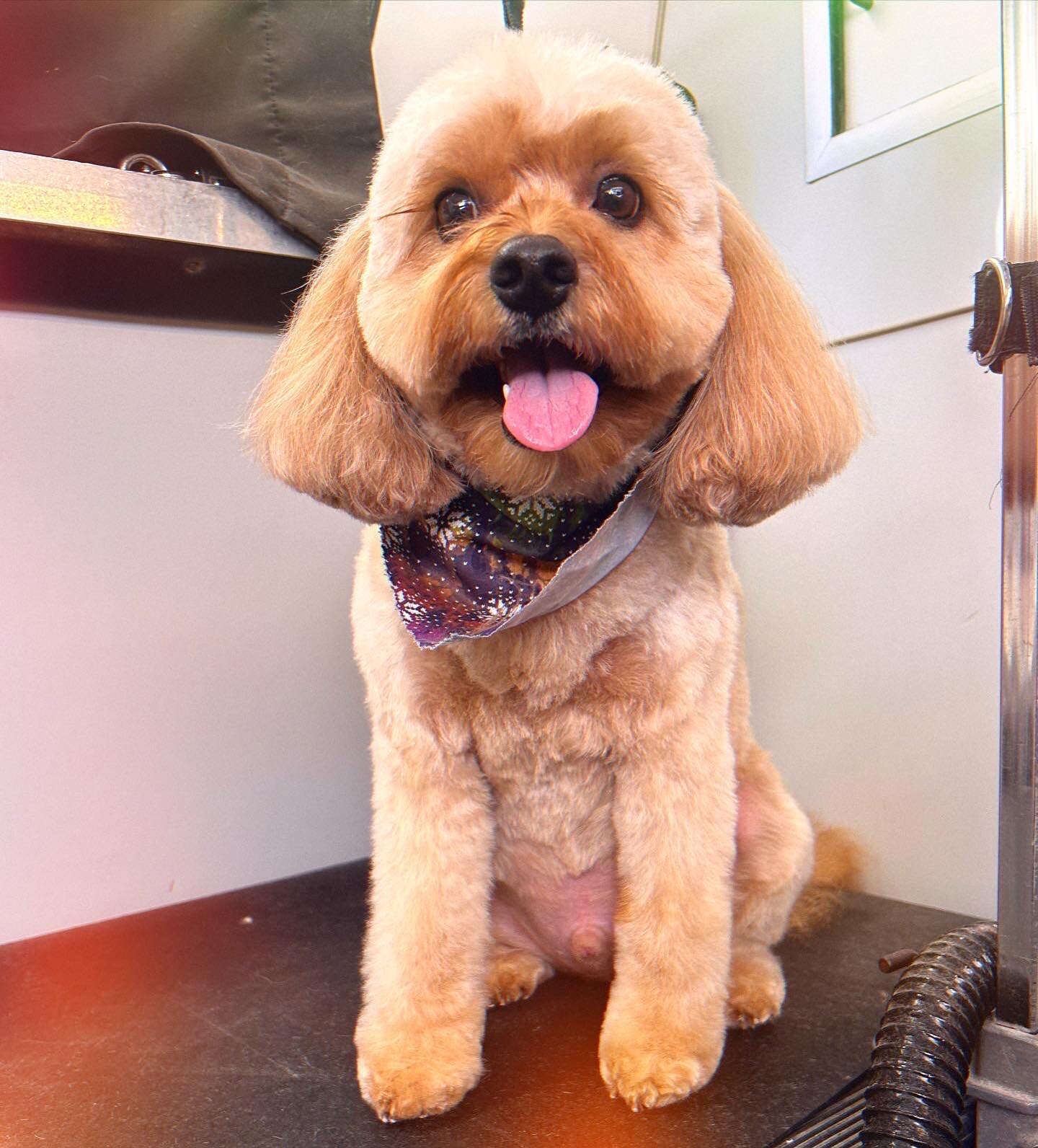 Happy January! It&rsquo;s so cold outside! All these smiles and snuggles are warming me up, though. 💁&zwj;♀️ 🥰 🥰🐾 

#mobiledoggrooming #doggroomer #cutedogs #happydogs #ilovemyjob