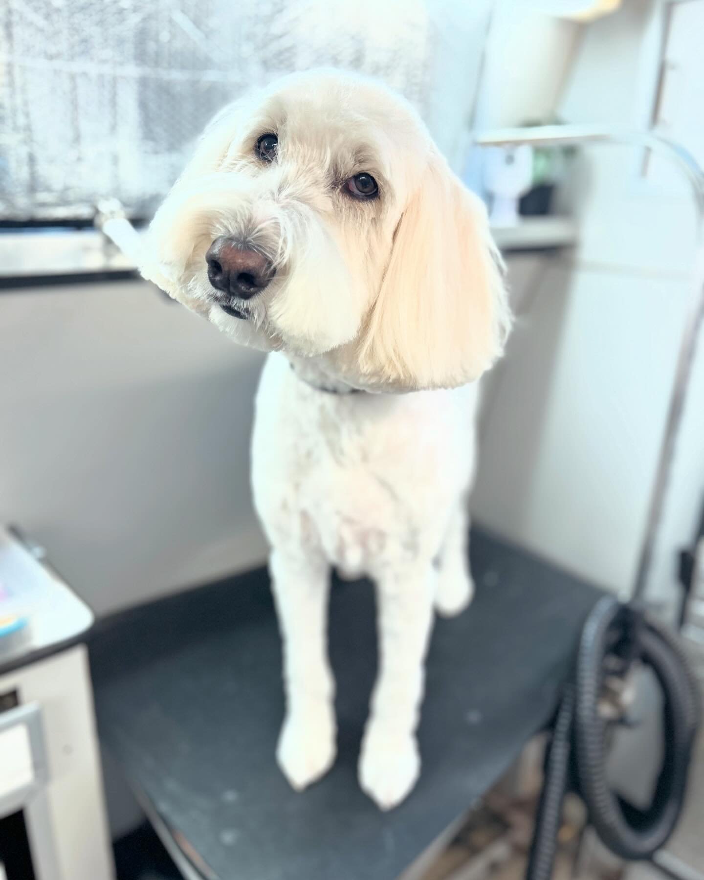 Isn&rsquo;t miss Sadie the CUTEST?! 😍 She&rsquo;s rocking her summer lovin&rsquo; style. ☀️ #summertime #doodle #doggrooming #cummingga