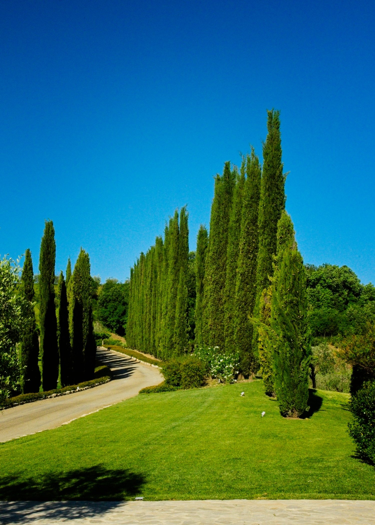 Driveway To The Club House _MHB6112 24 May, 2025.jpg