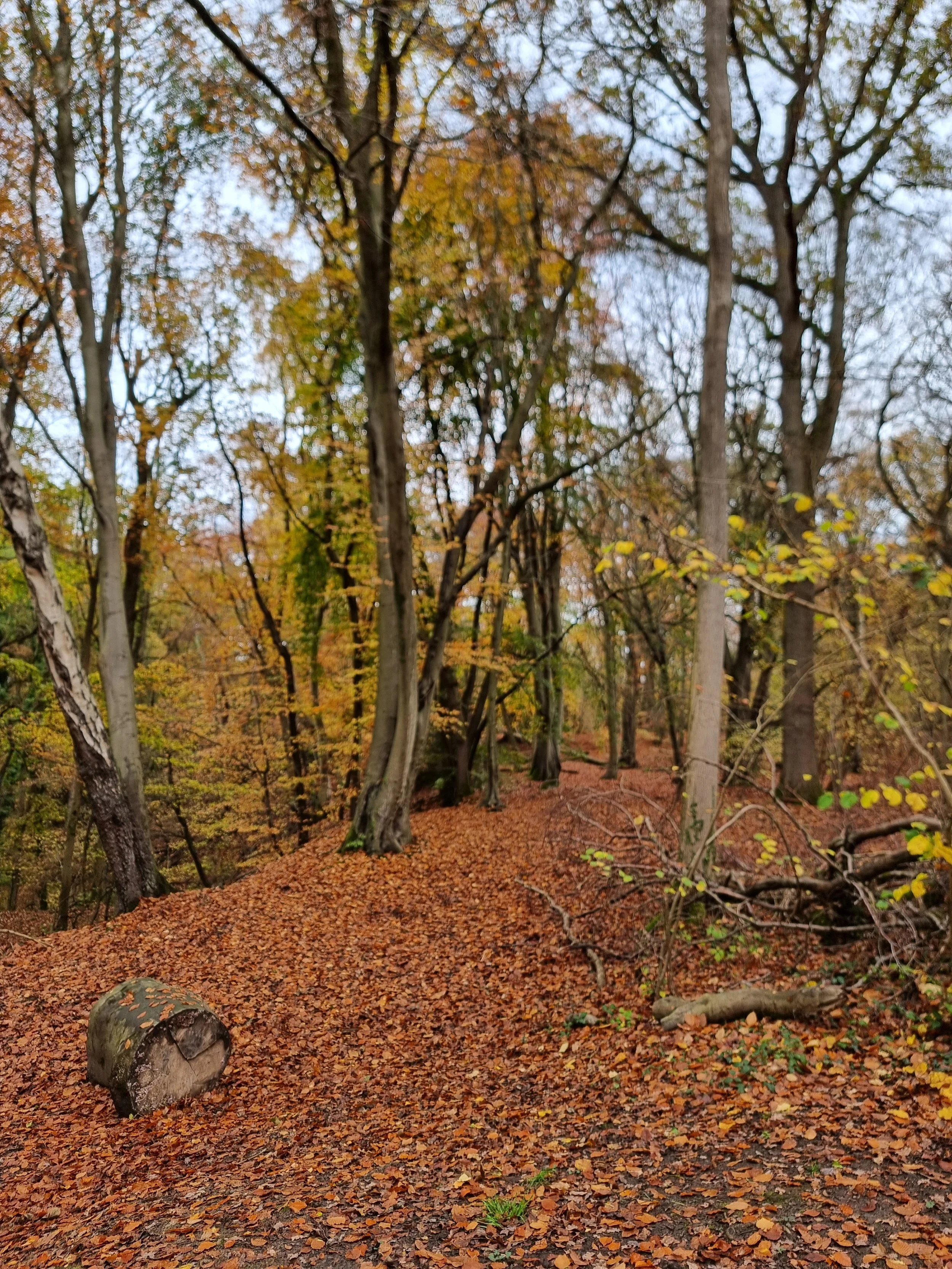 Chesham to Kings Langley