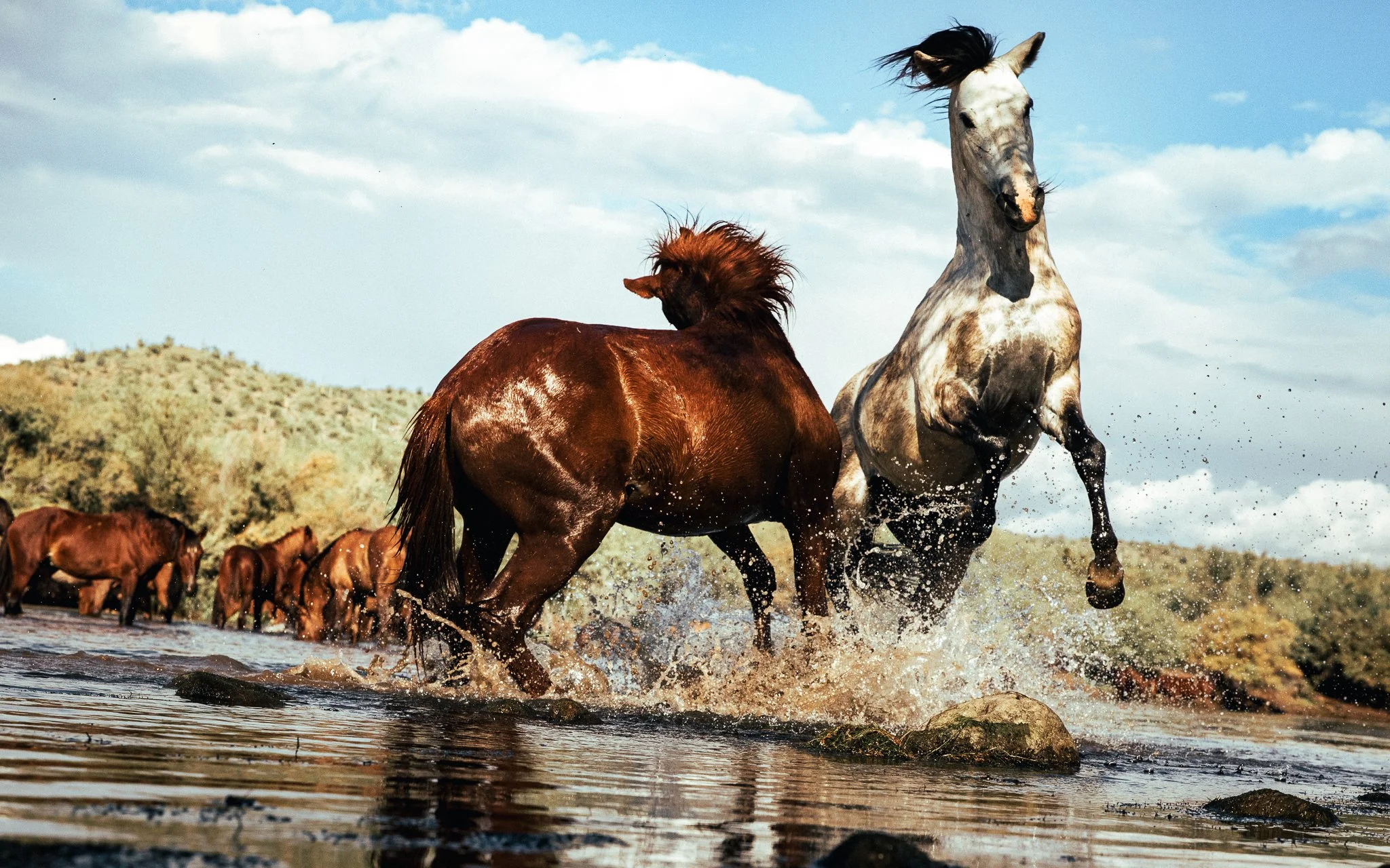 Horses running in a shallow river with a hill and partly cloudy sky in the background.