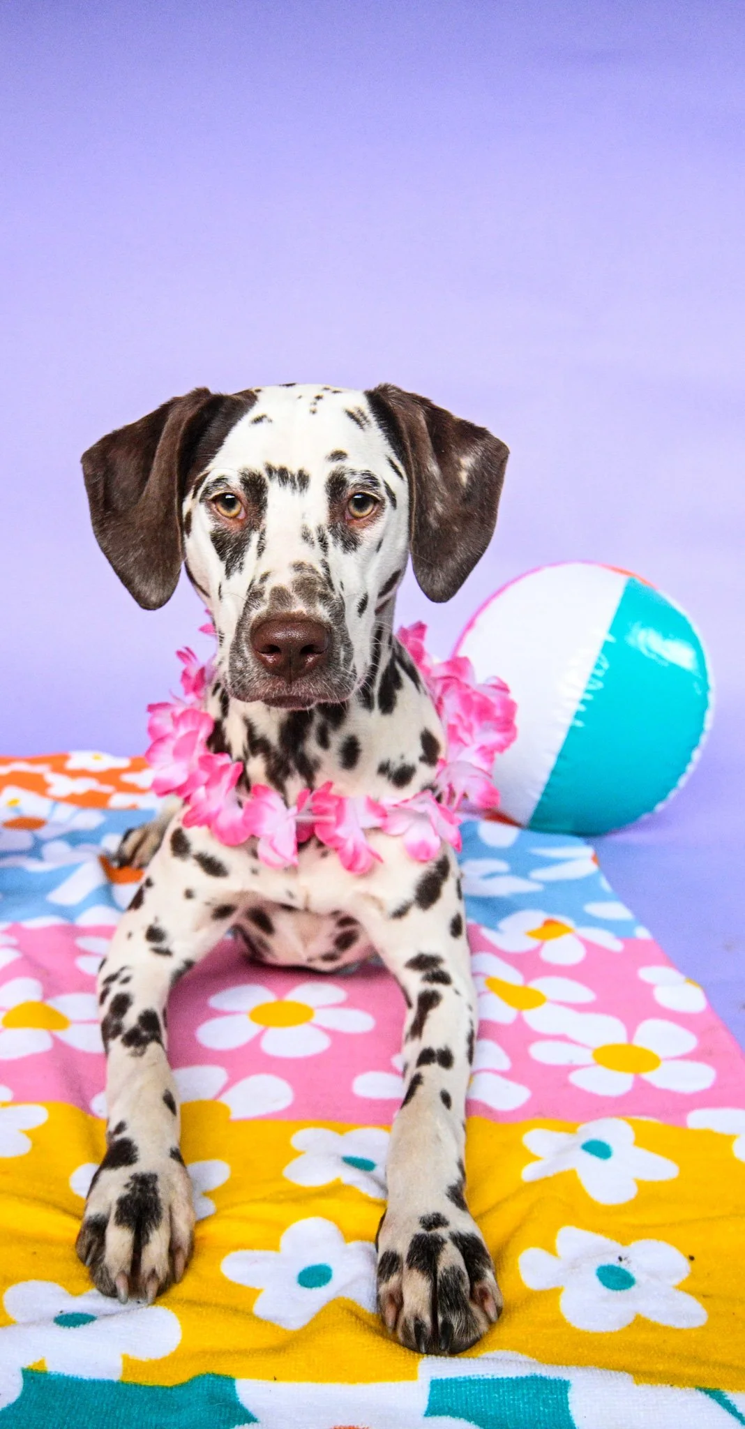 dog training, overnight dog boarding, Portland mi, Lansing Michigan dog boarding, group class, puppy class