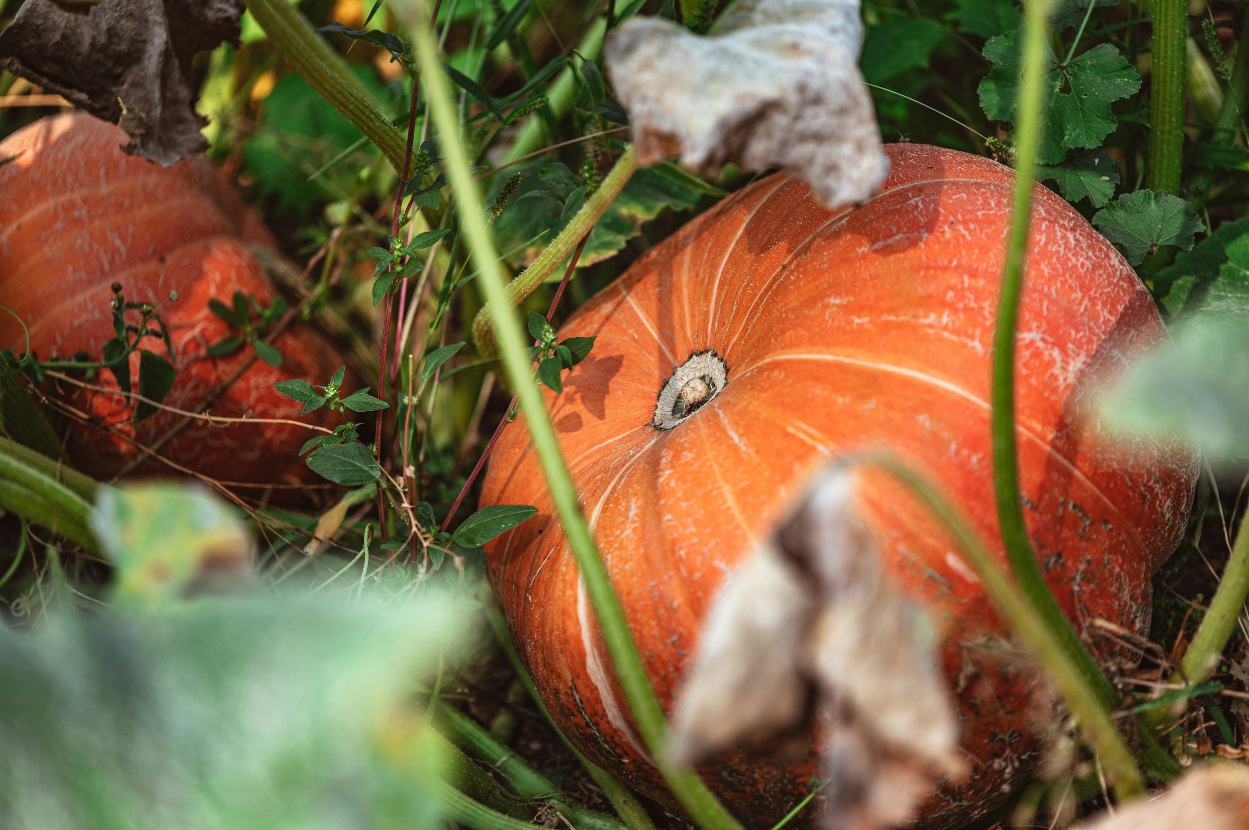 U-Pick Pop-Up | Pumpkins