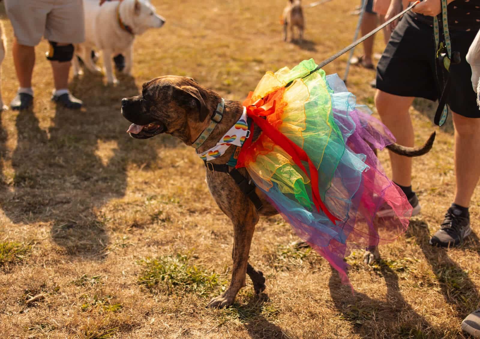 2023-Dog-Walk_KZ-Photography_0783.jpg