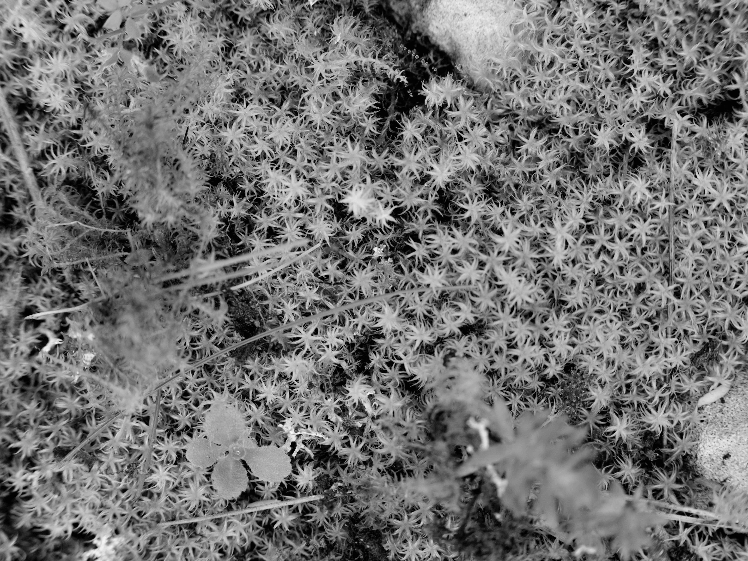 Searching for moss-7174.jpg