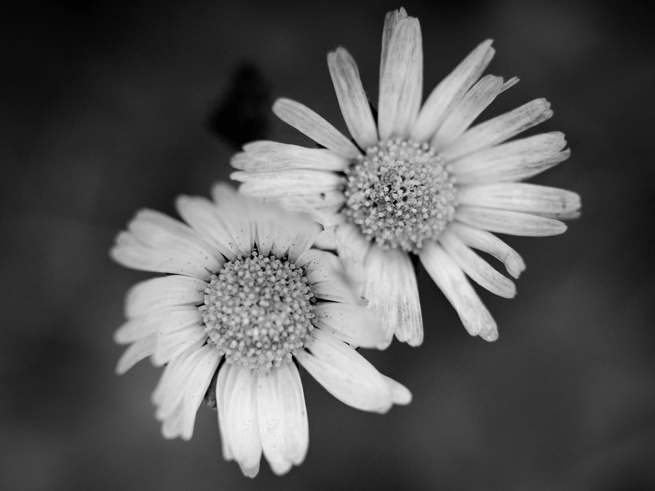 Searching for moss-7176.jpg