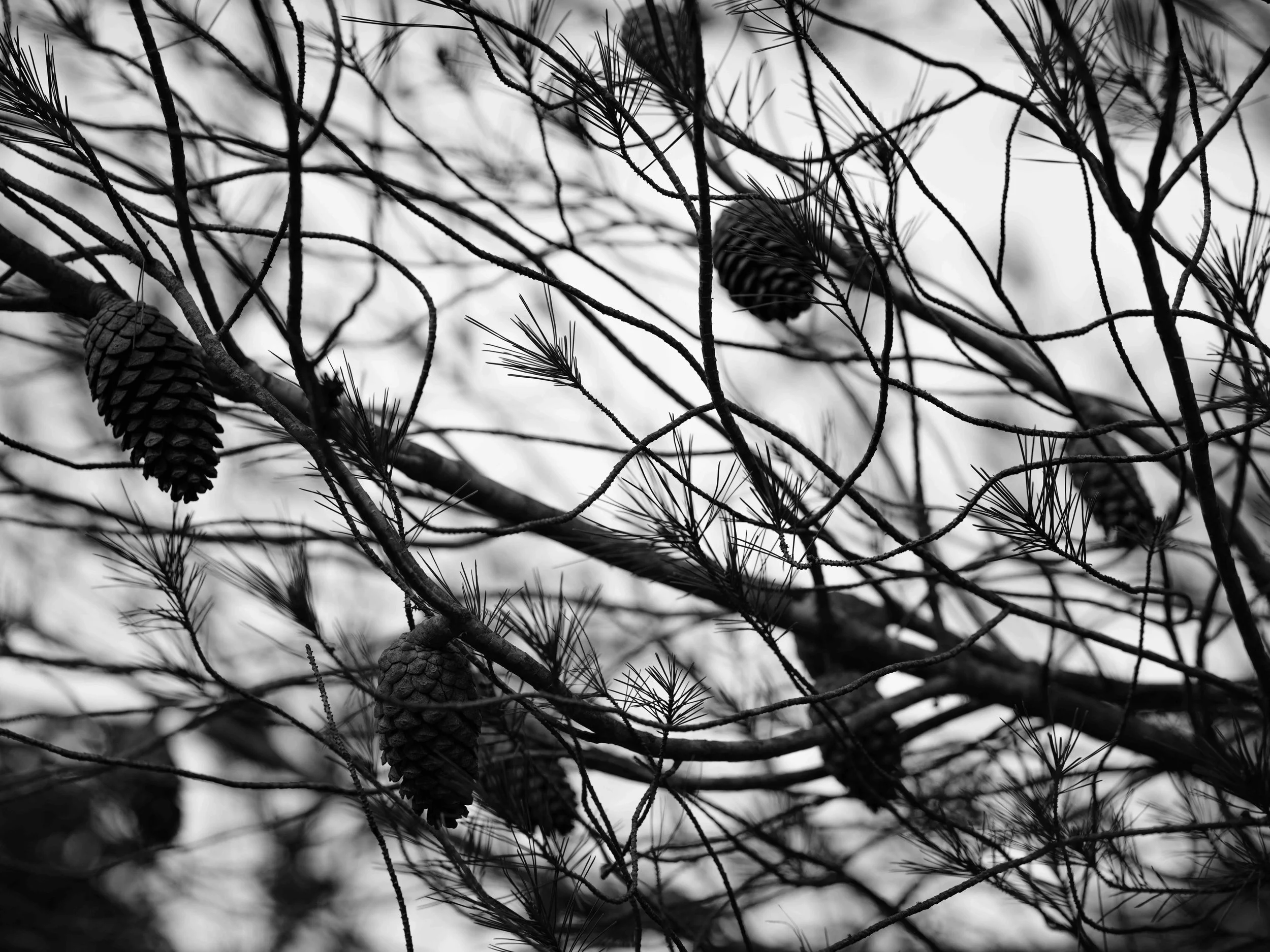 Searching for moss-7263.jpg