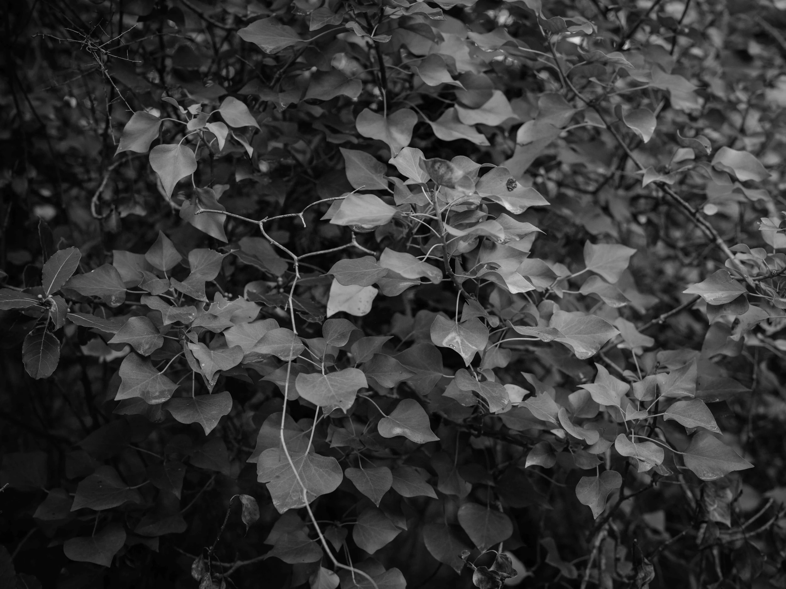 Searching for moss-7054.jpg