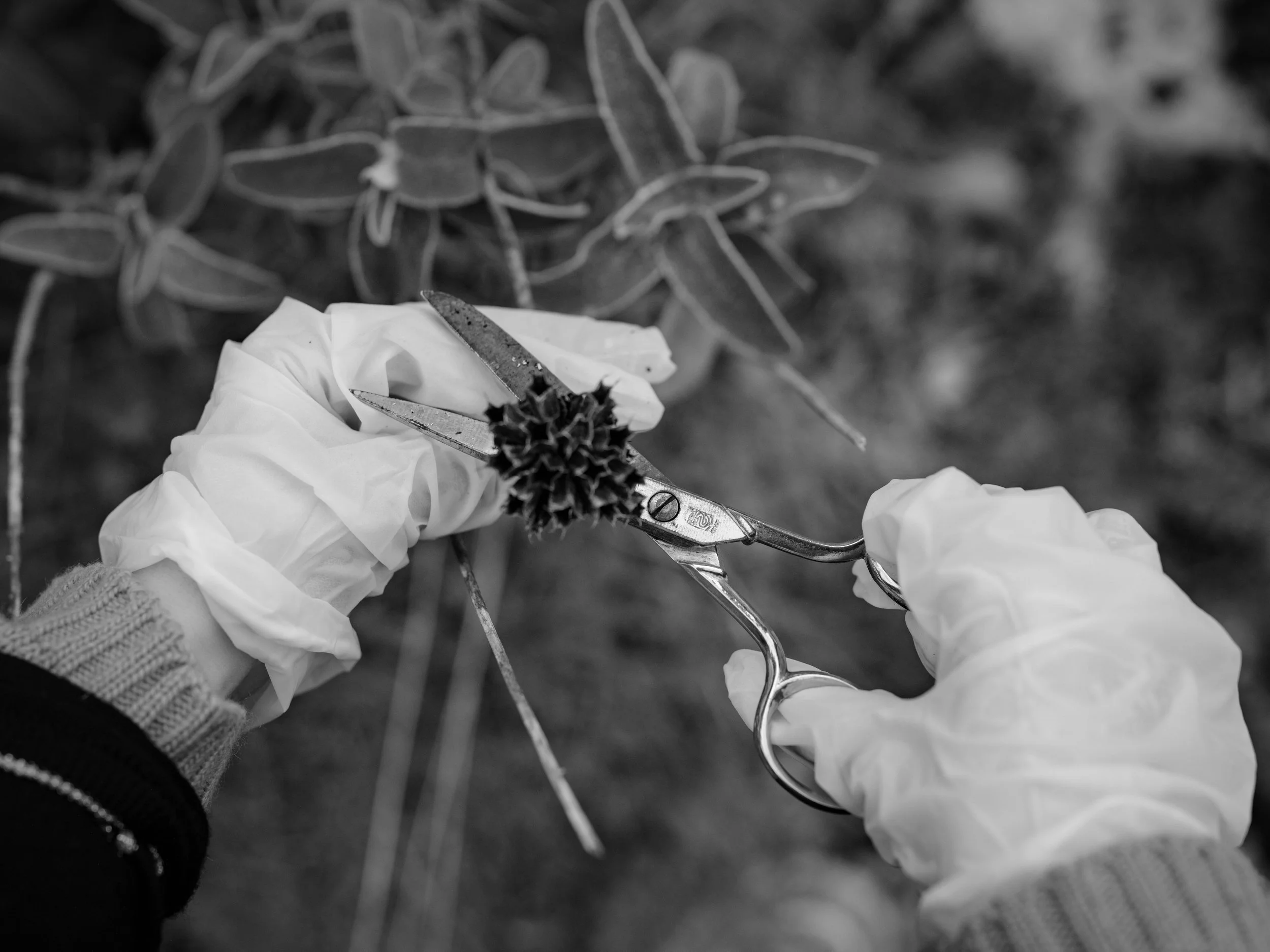 Searching for moss-7146.jpg