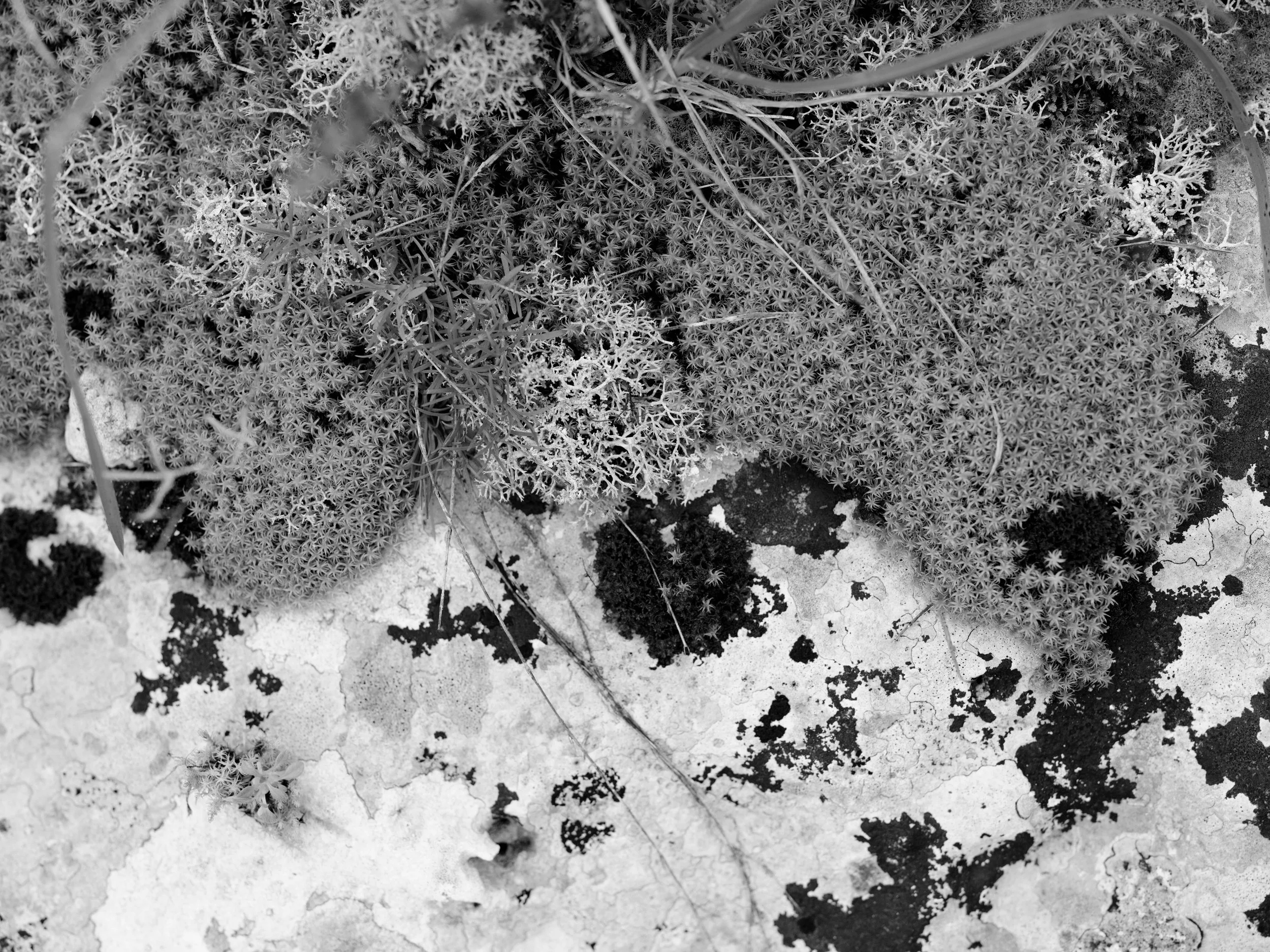 Searching for moss-7159.jpg