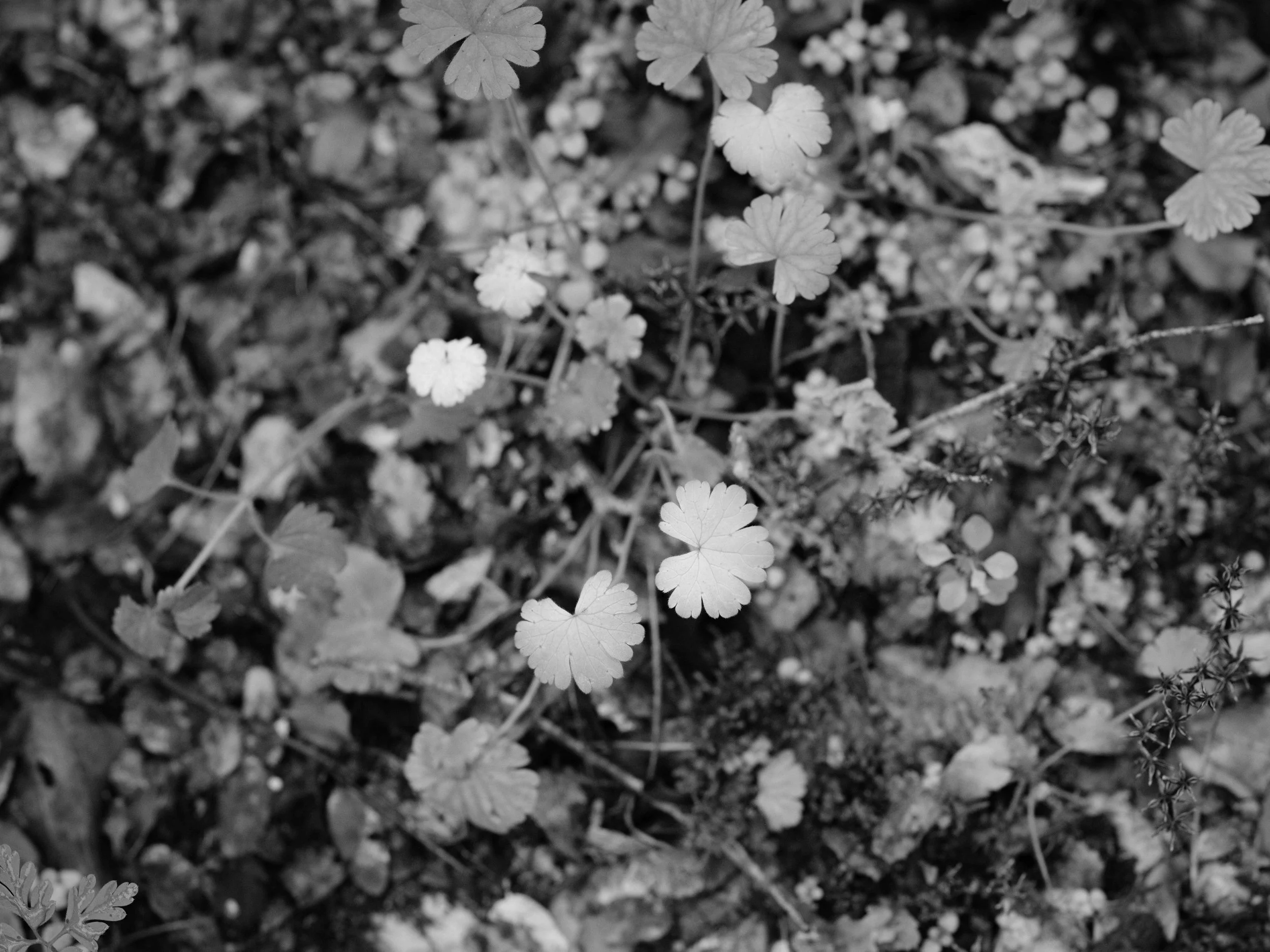 Searching for moss-7266.jpg