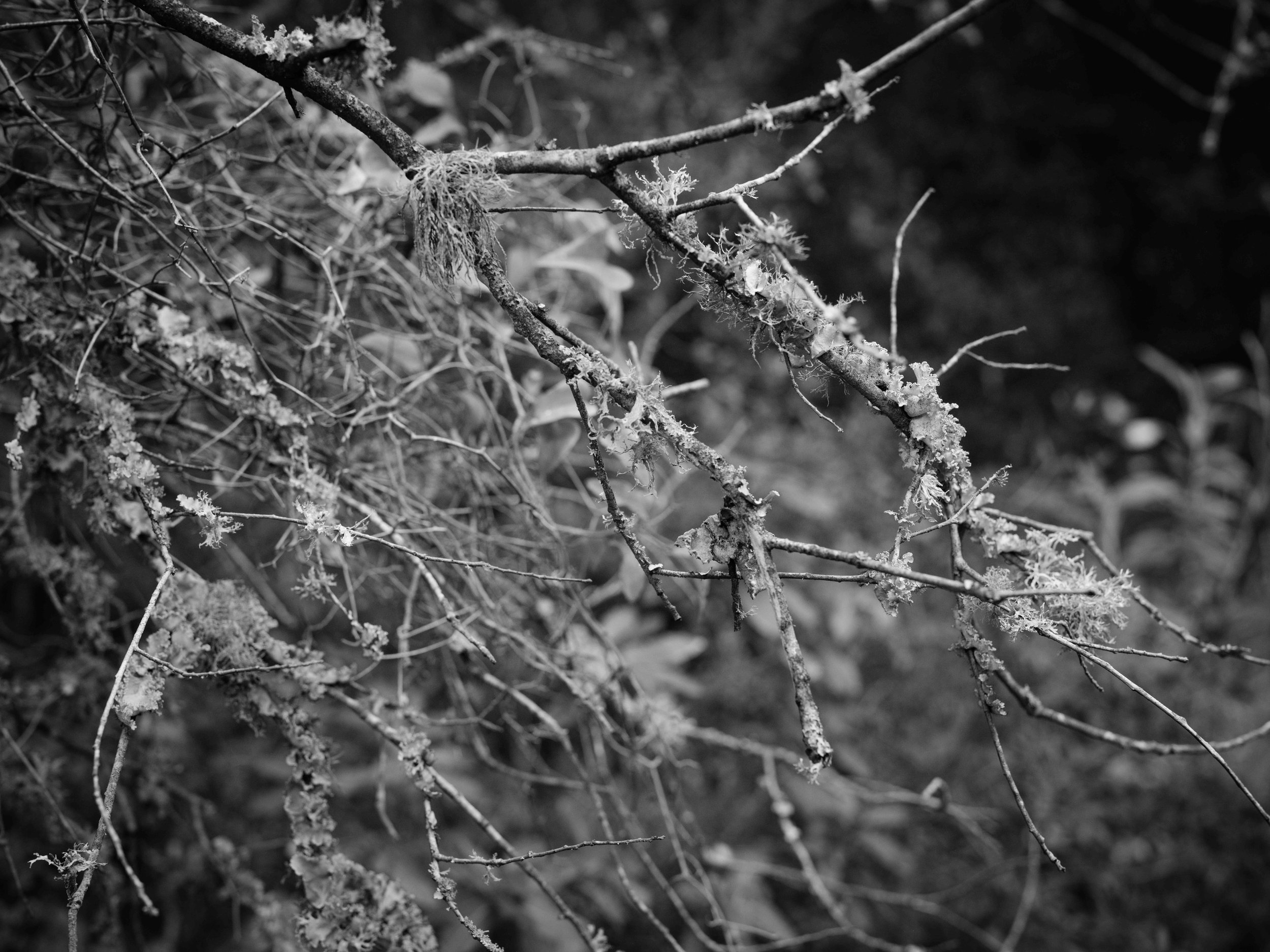 Searching for moss-7055.jpg