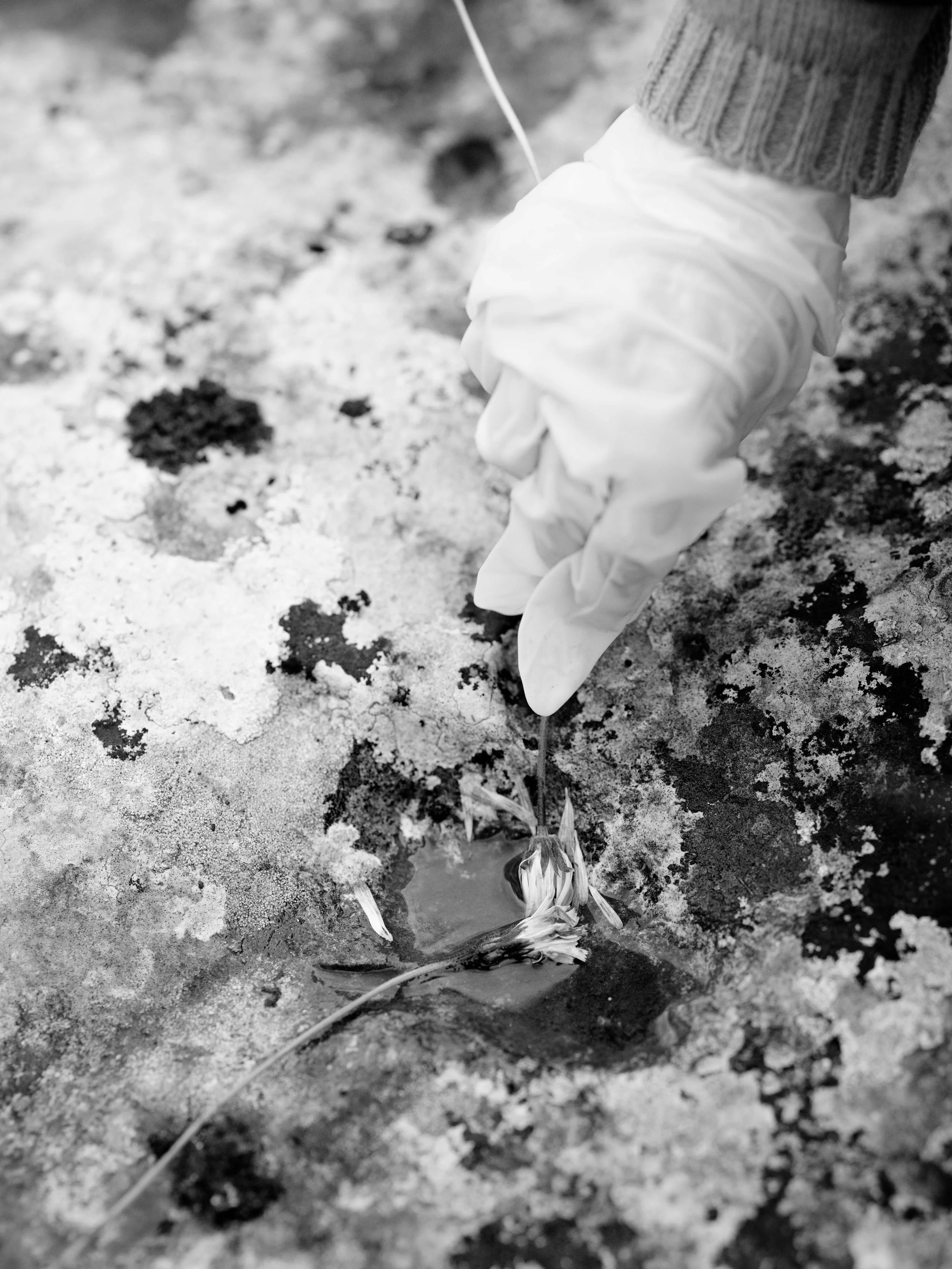 Searching for moss-7225.jpg