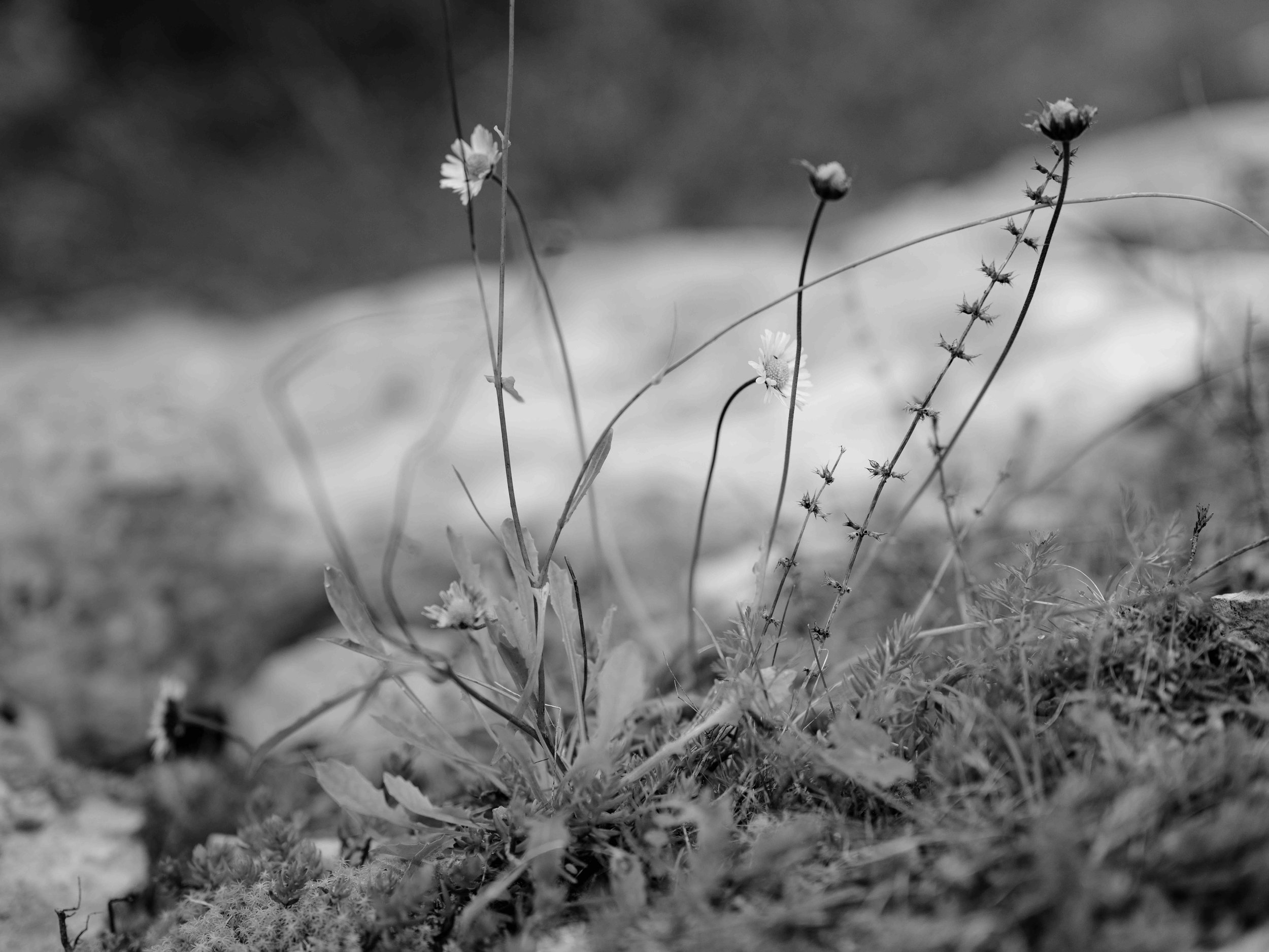 Searching for moss-7137.jpg