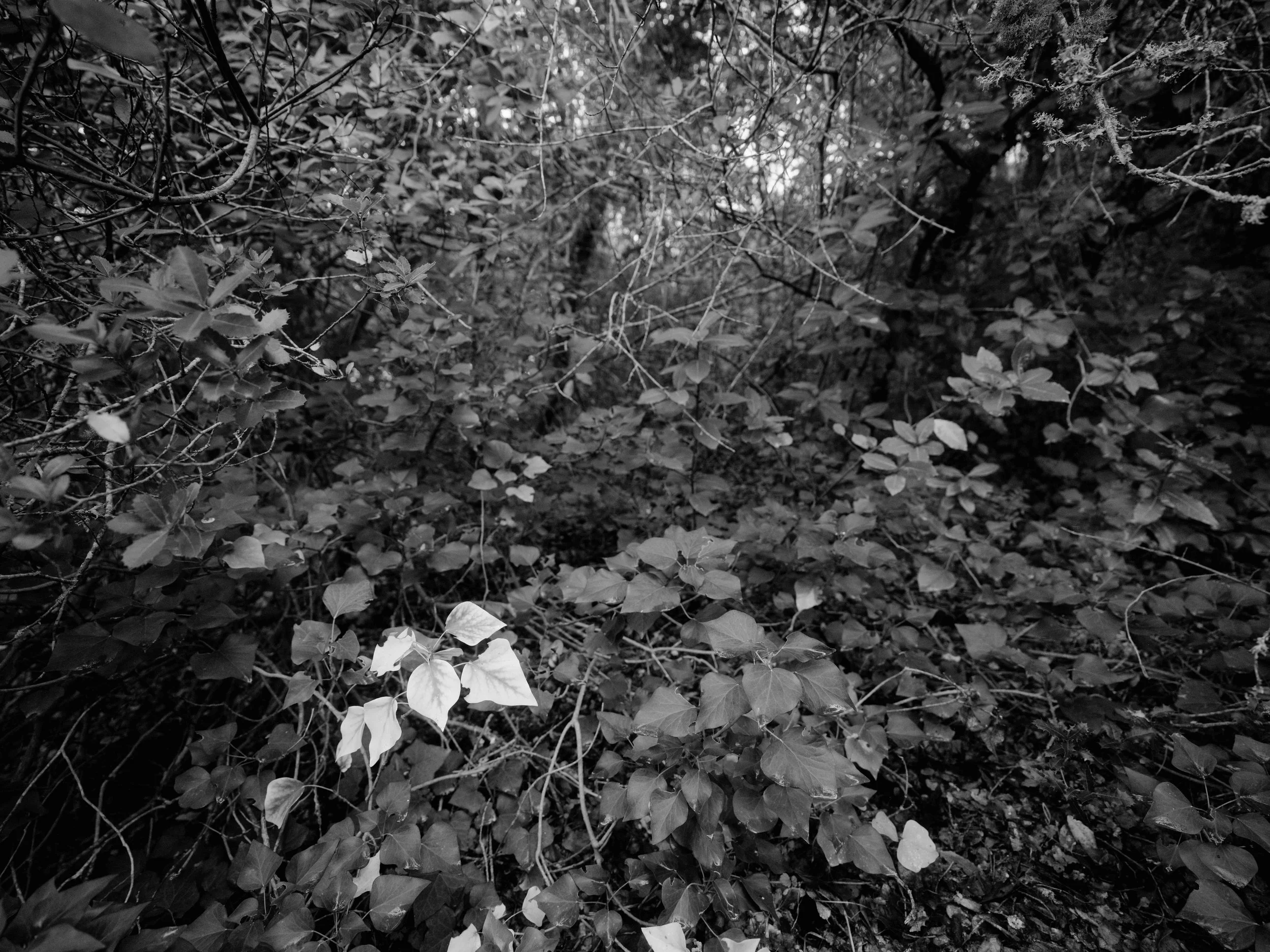 Searching for moss-7299.jpg