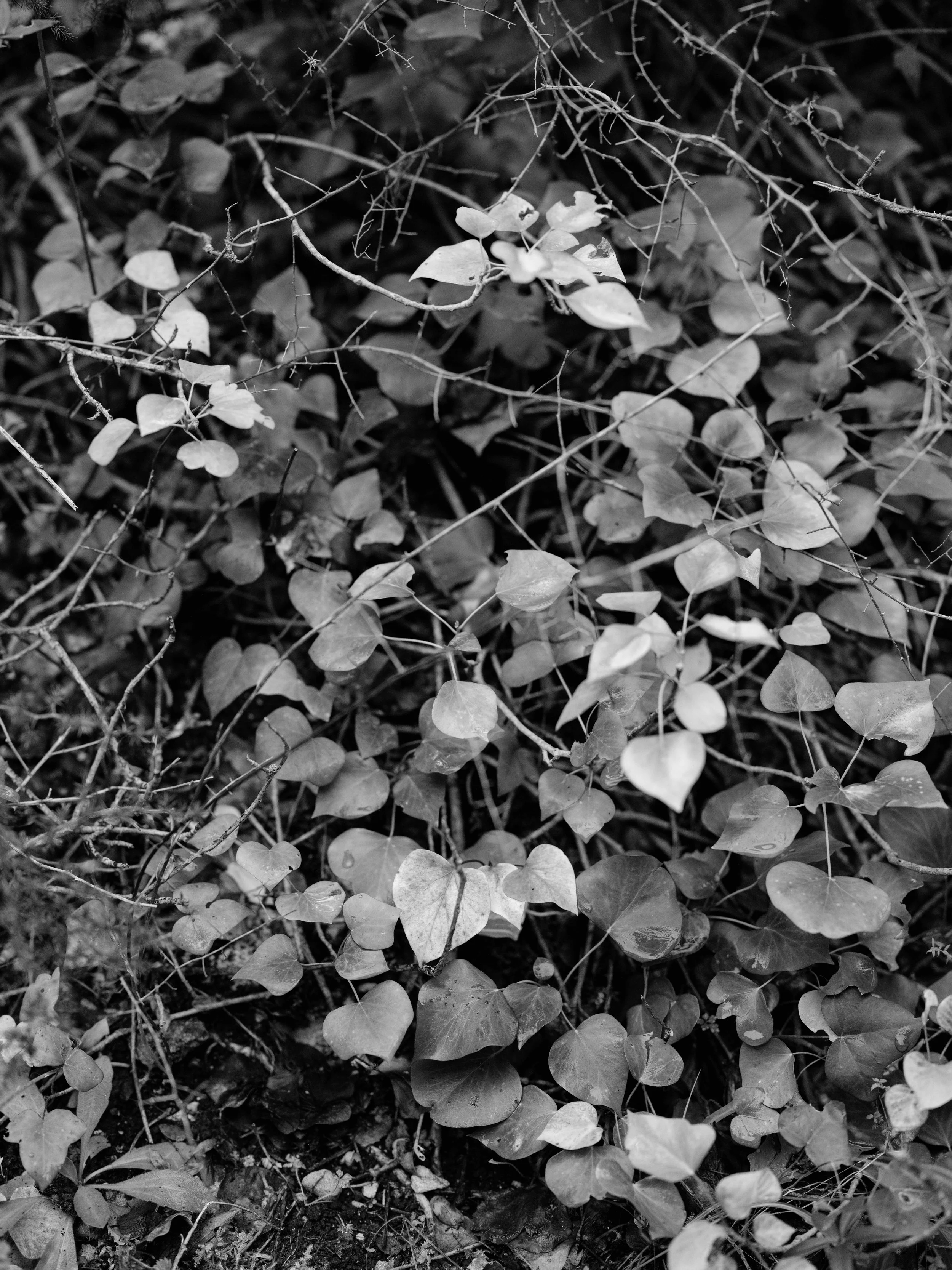 Searching for moss-7091.jpg