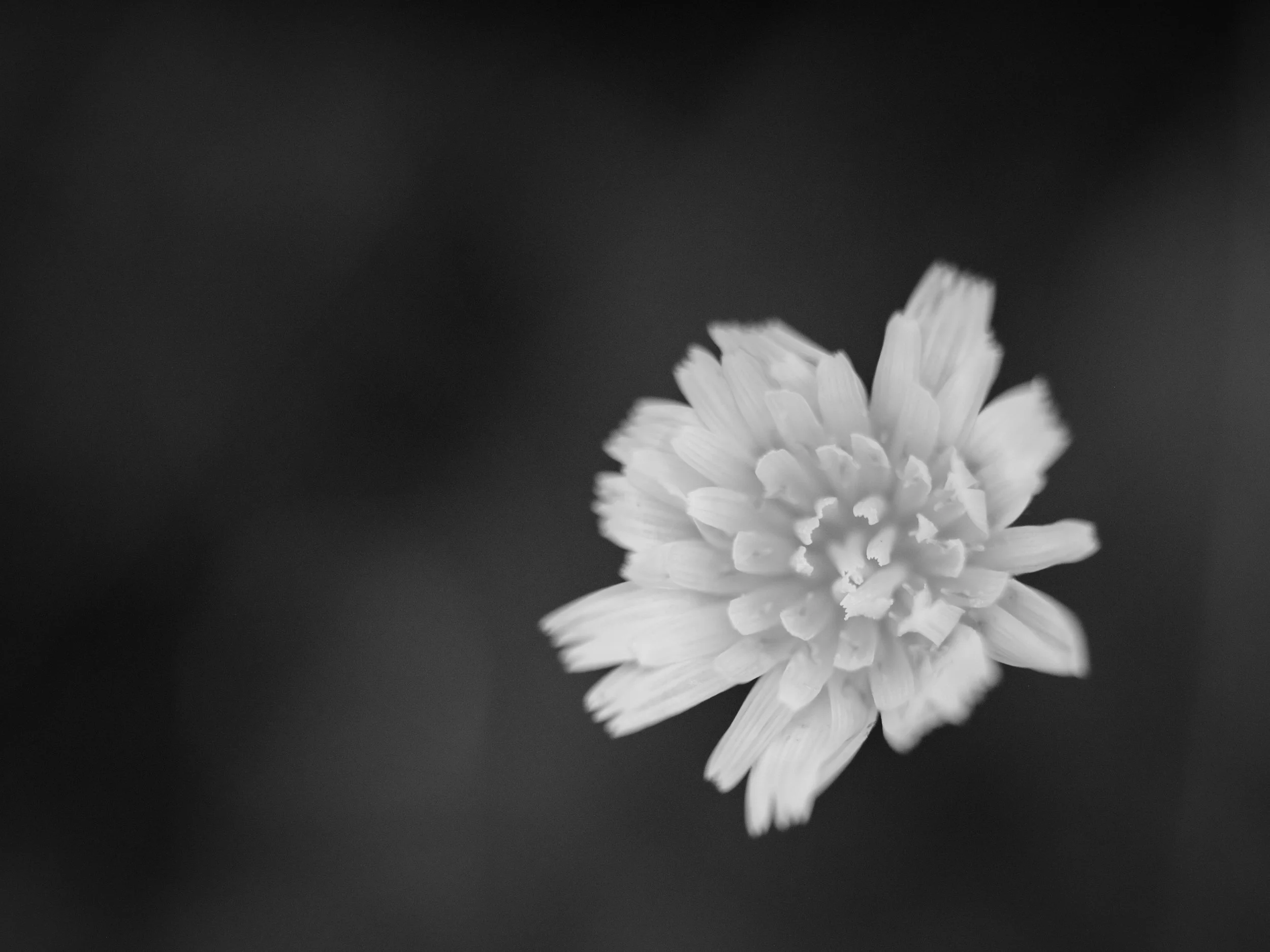 Searching for moss-7185.jpg