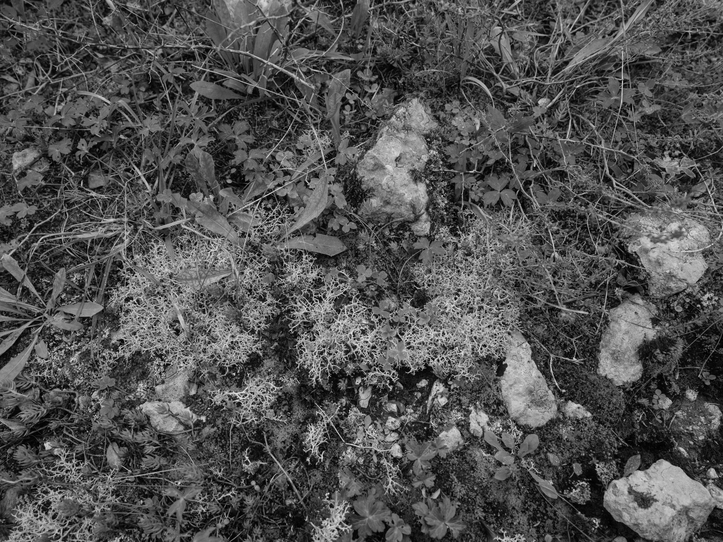 Searching for moss-6954.jpg