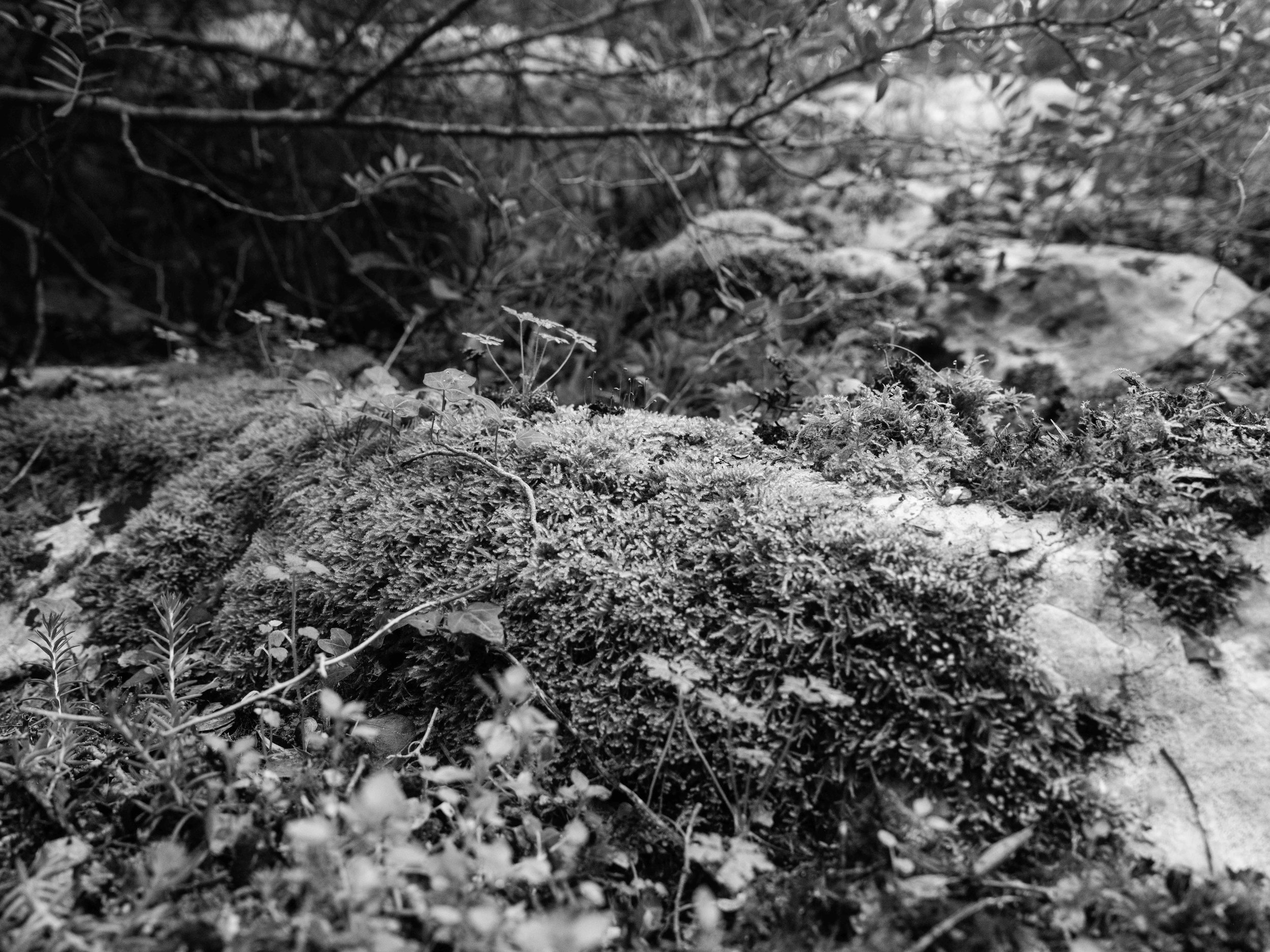 Searching for moss-6995.jpg