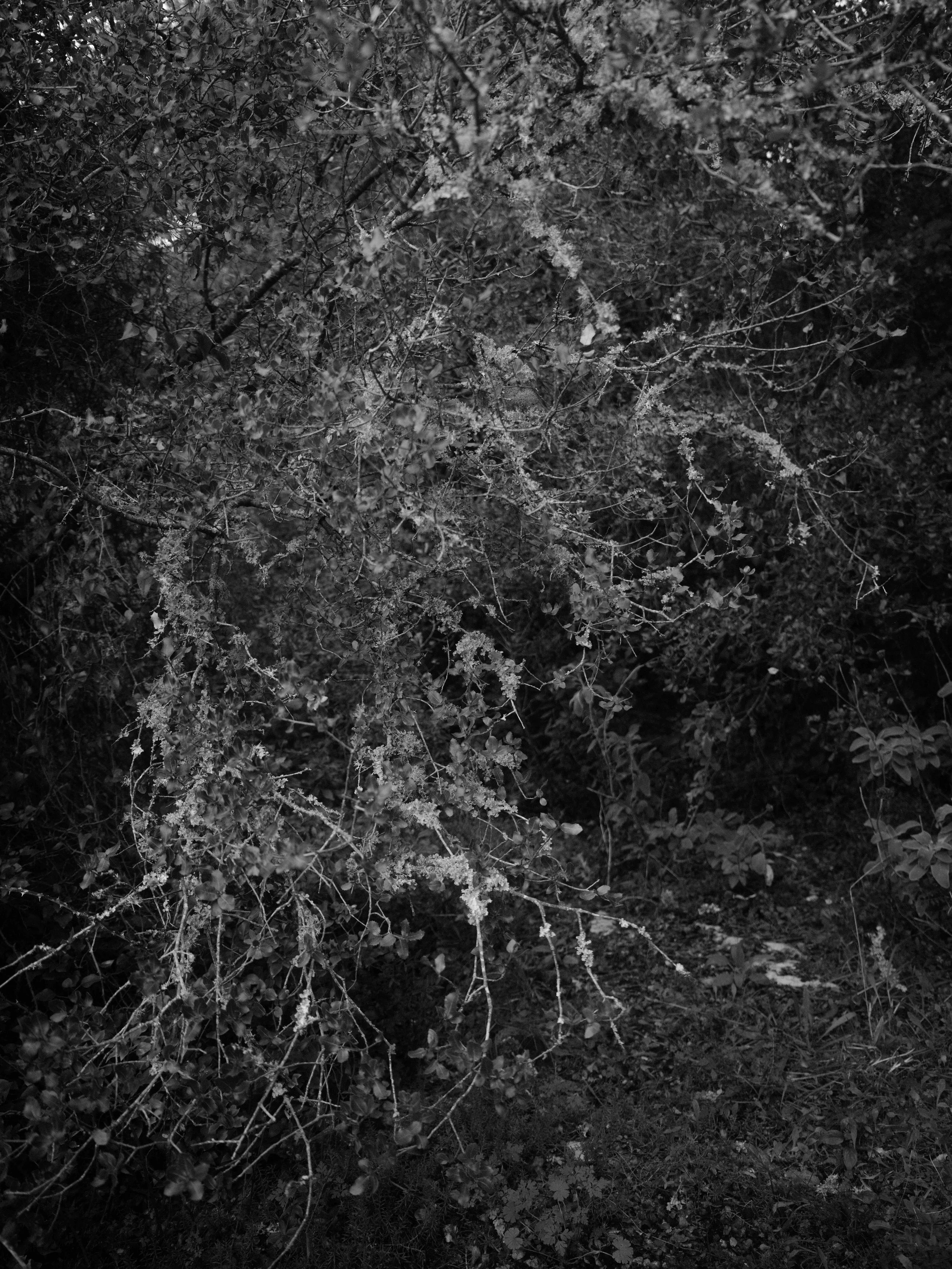 Searching for moss-7305.jpg