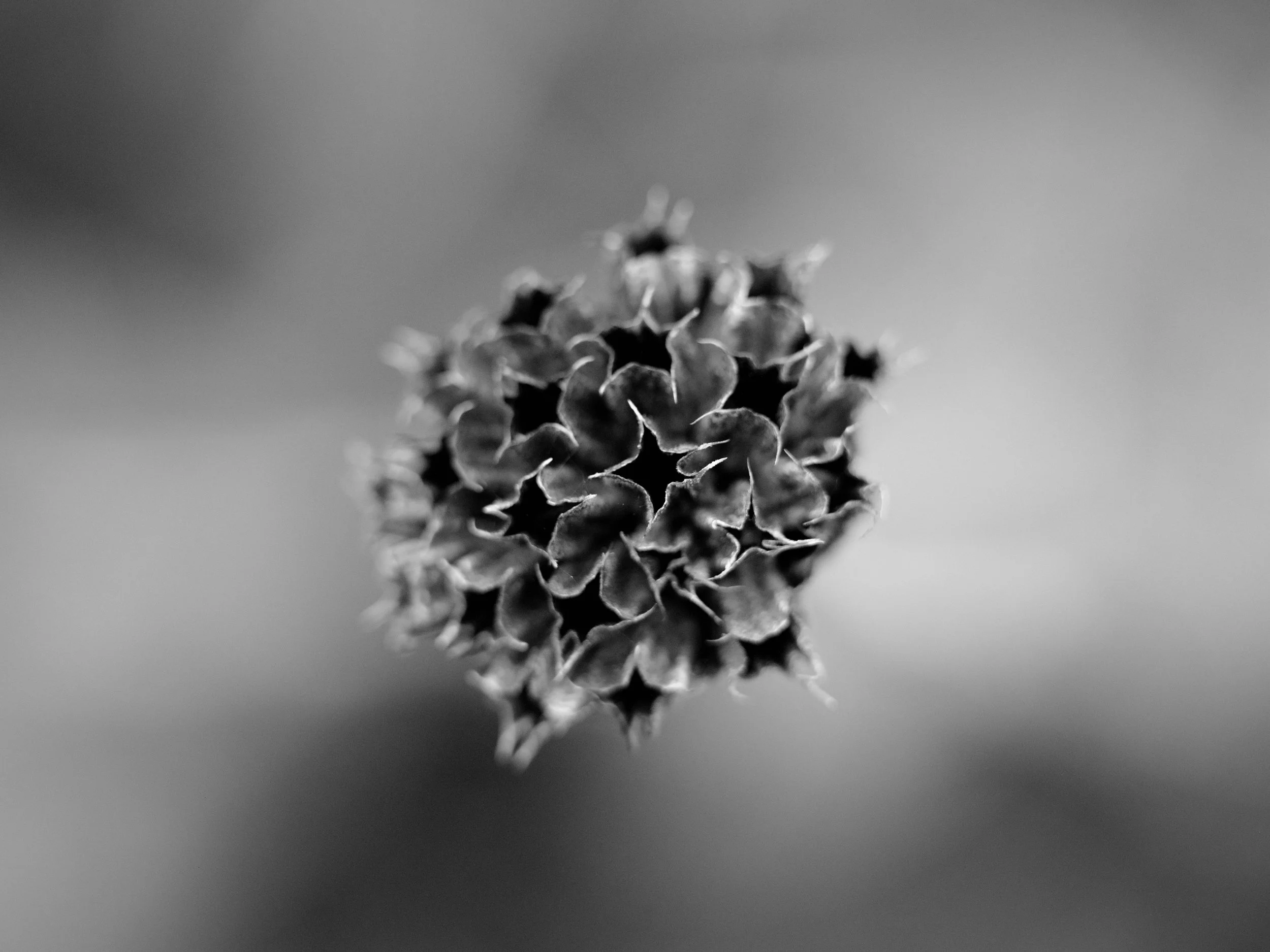 Searching for moss-7182.jpg