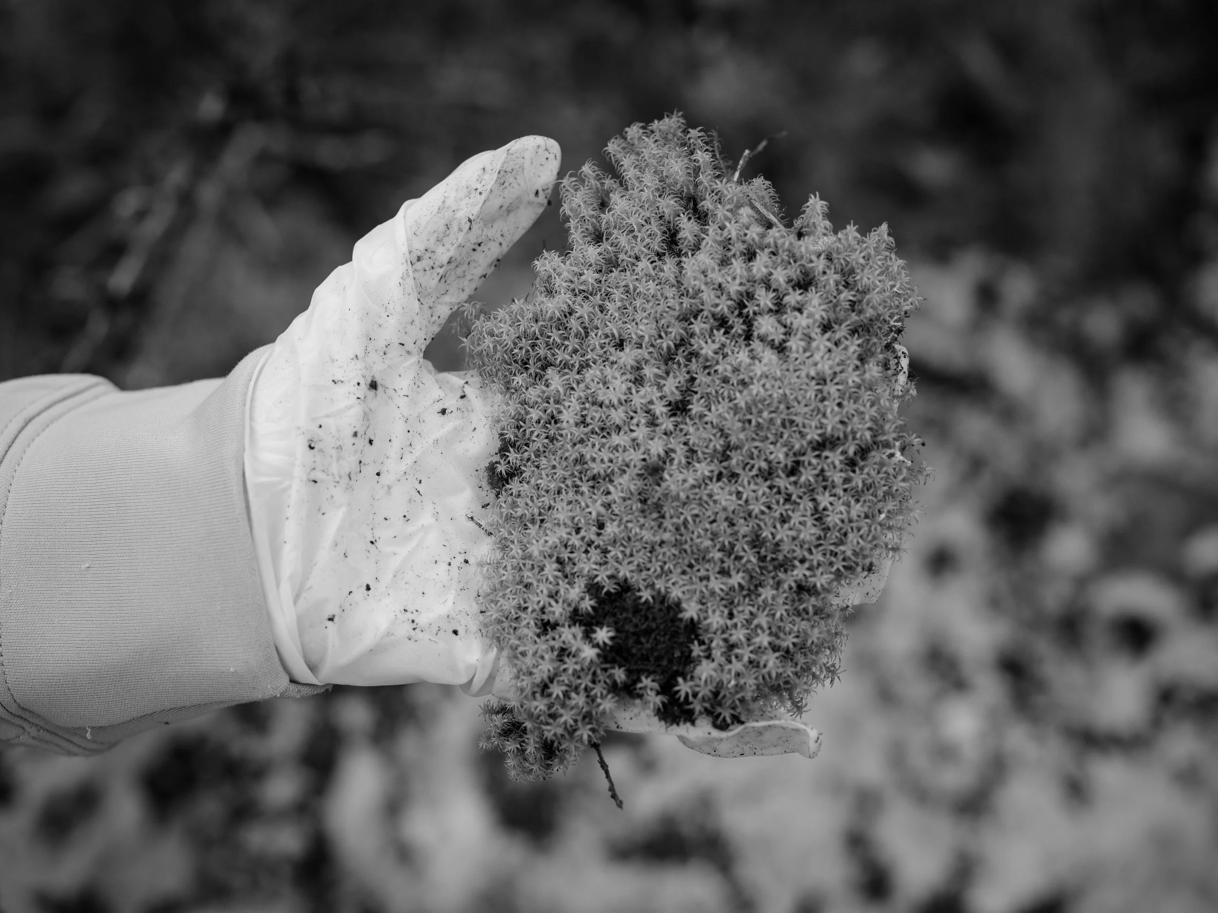 Searching for moss-7163.jpg