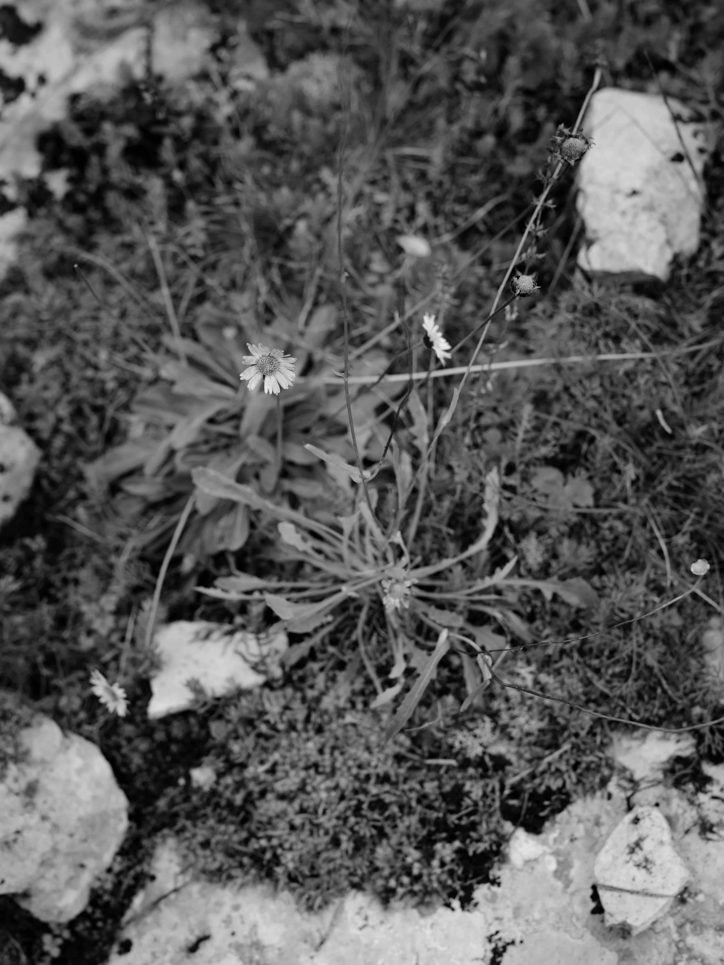 Searching for moss-7130.jpg