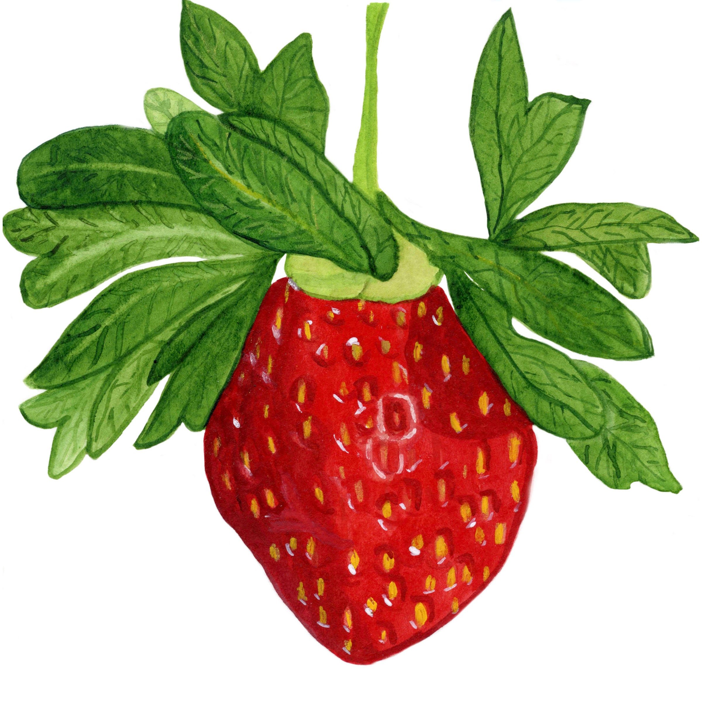 https://i.etsystatic.com/19997803/r/il/815927/4601957839/il_fullxfull.4601957839_3ji1.jpg