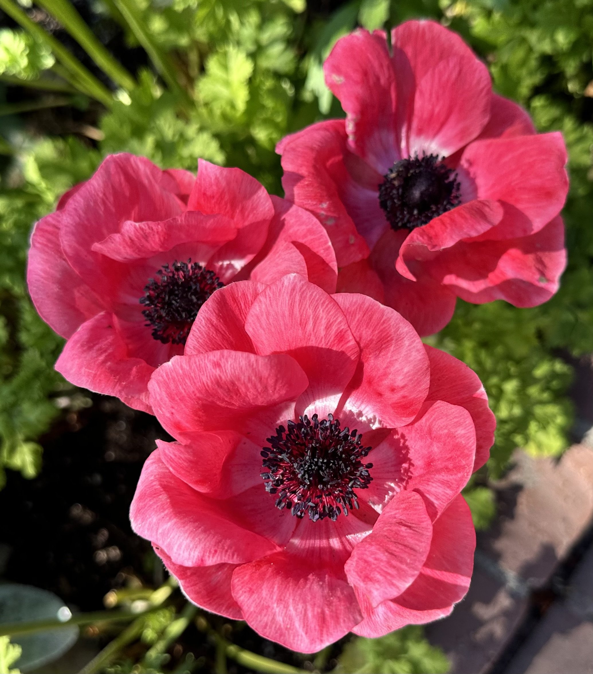 IMG_4682.jpeg