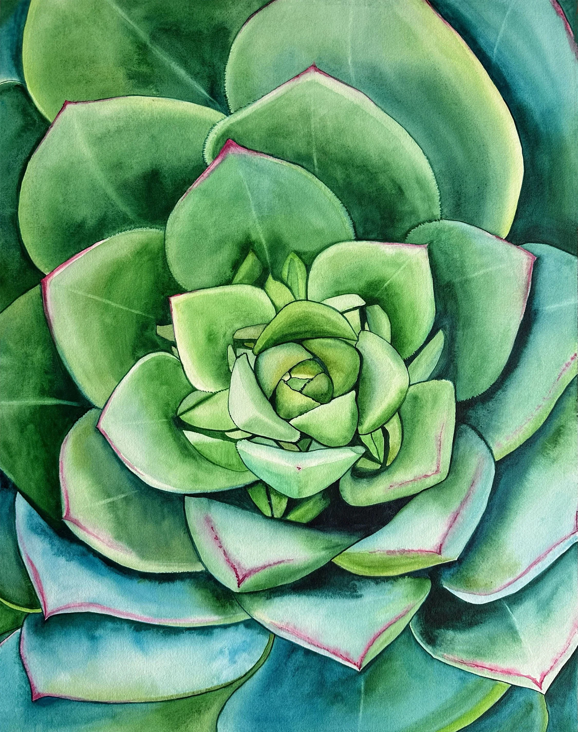 A watercolor painting of a green succulent plant with thick, fleshy leaves arranged in a rosette pattern.