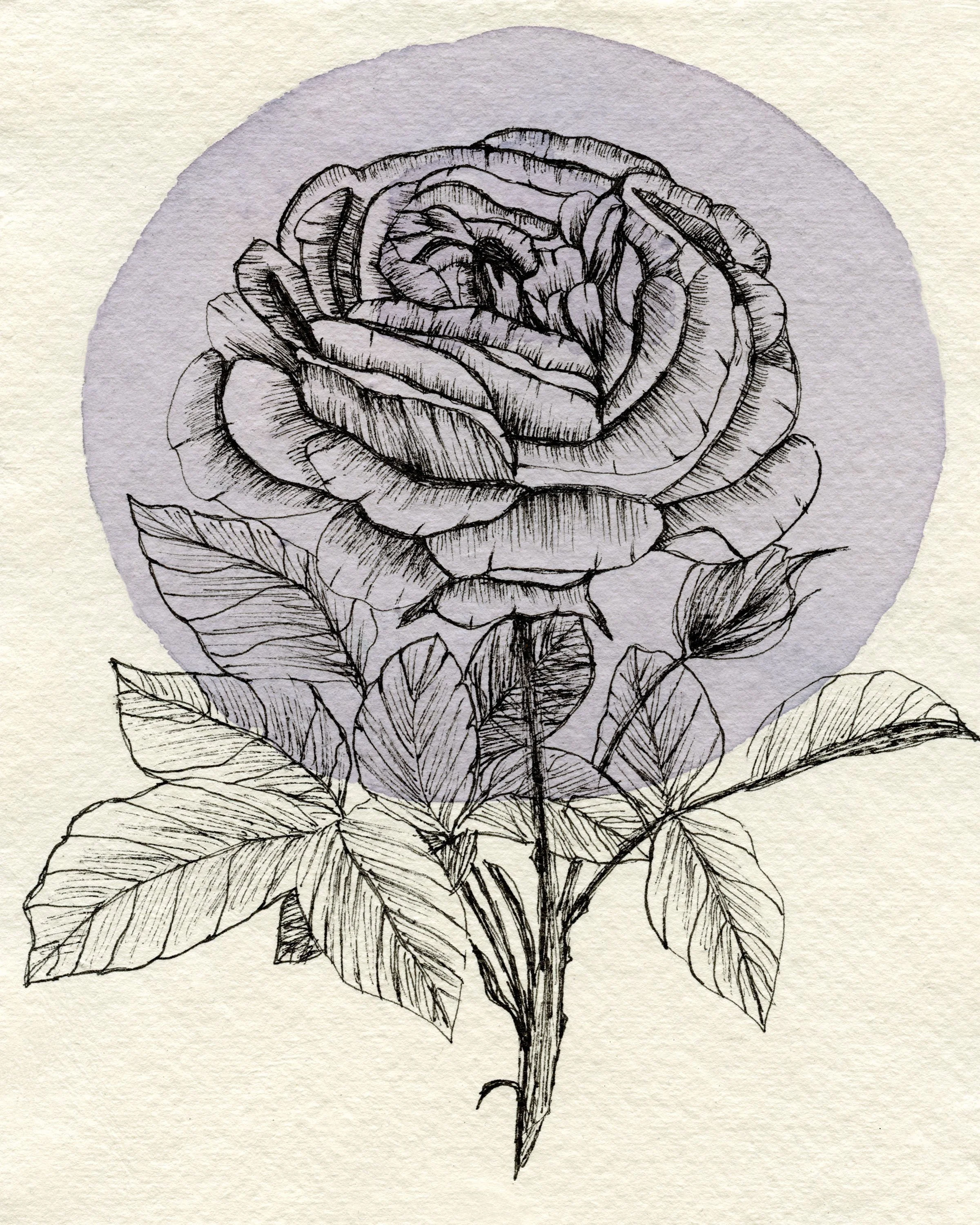 Lavender Rose 8x10 framed