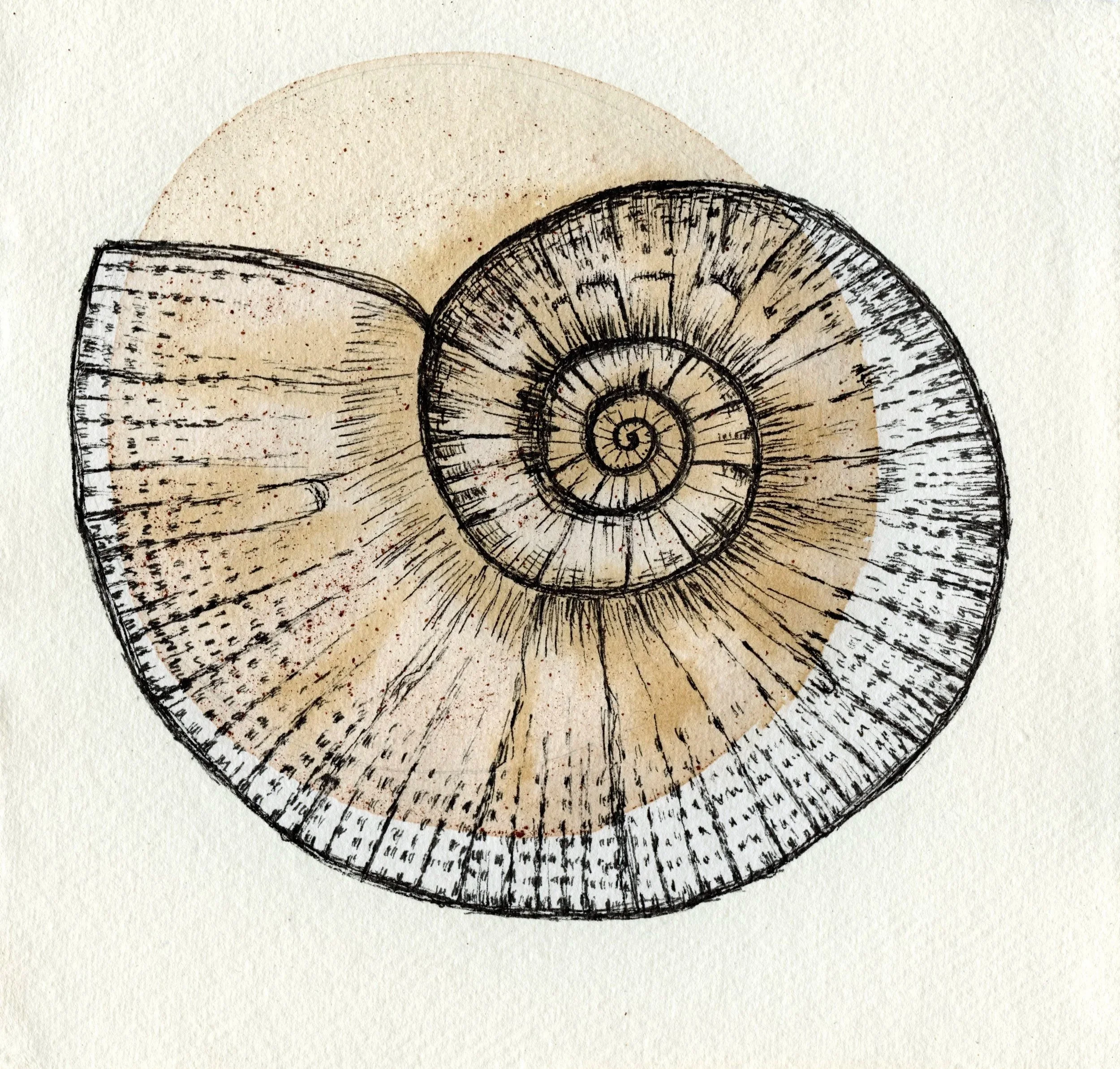 Sundial Shell 8x8 Framed Painting