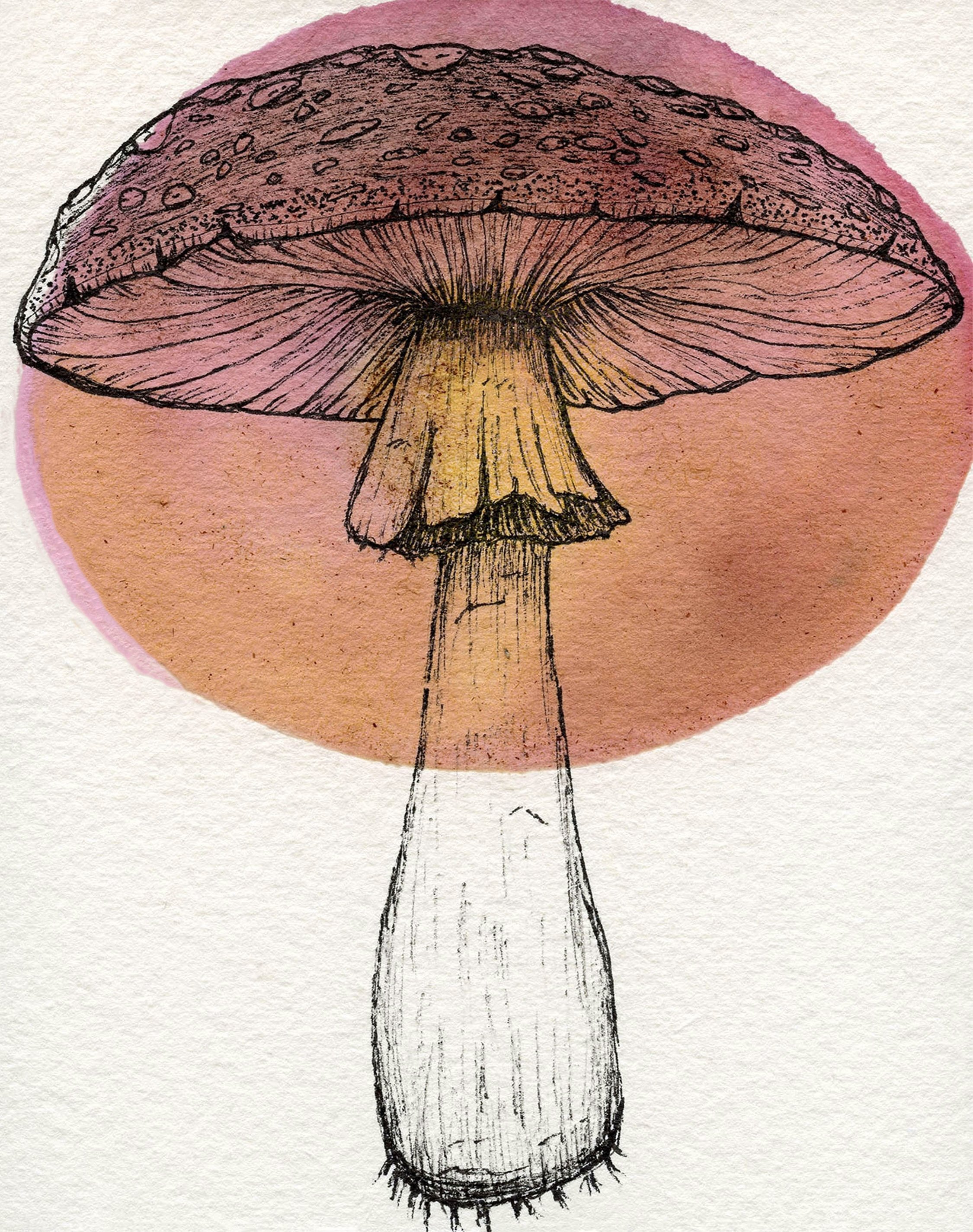 Woodland Wonders Print