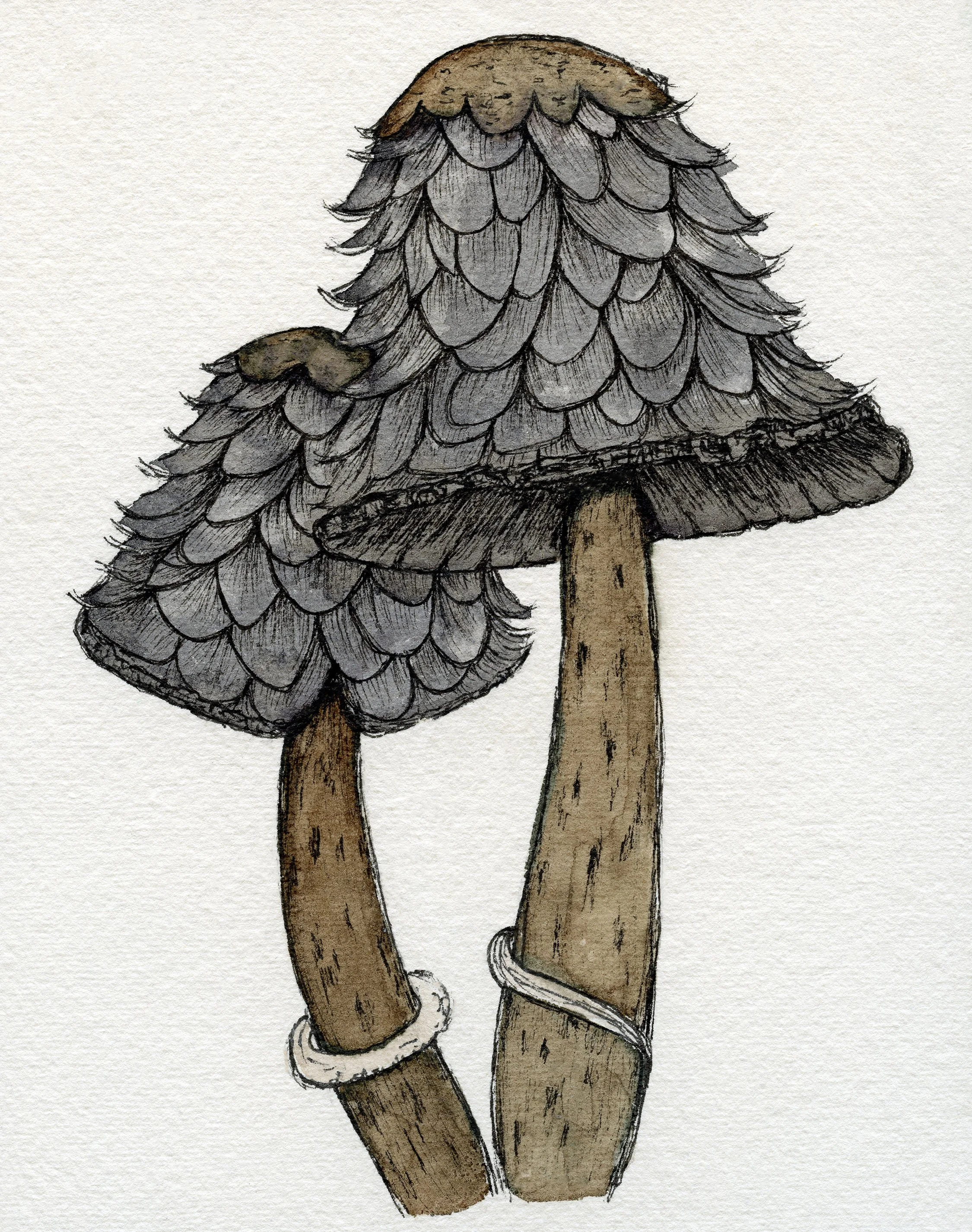 7.5x9.5 fairy cap forest.jpg