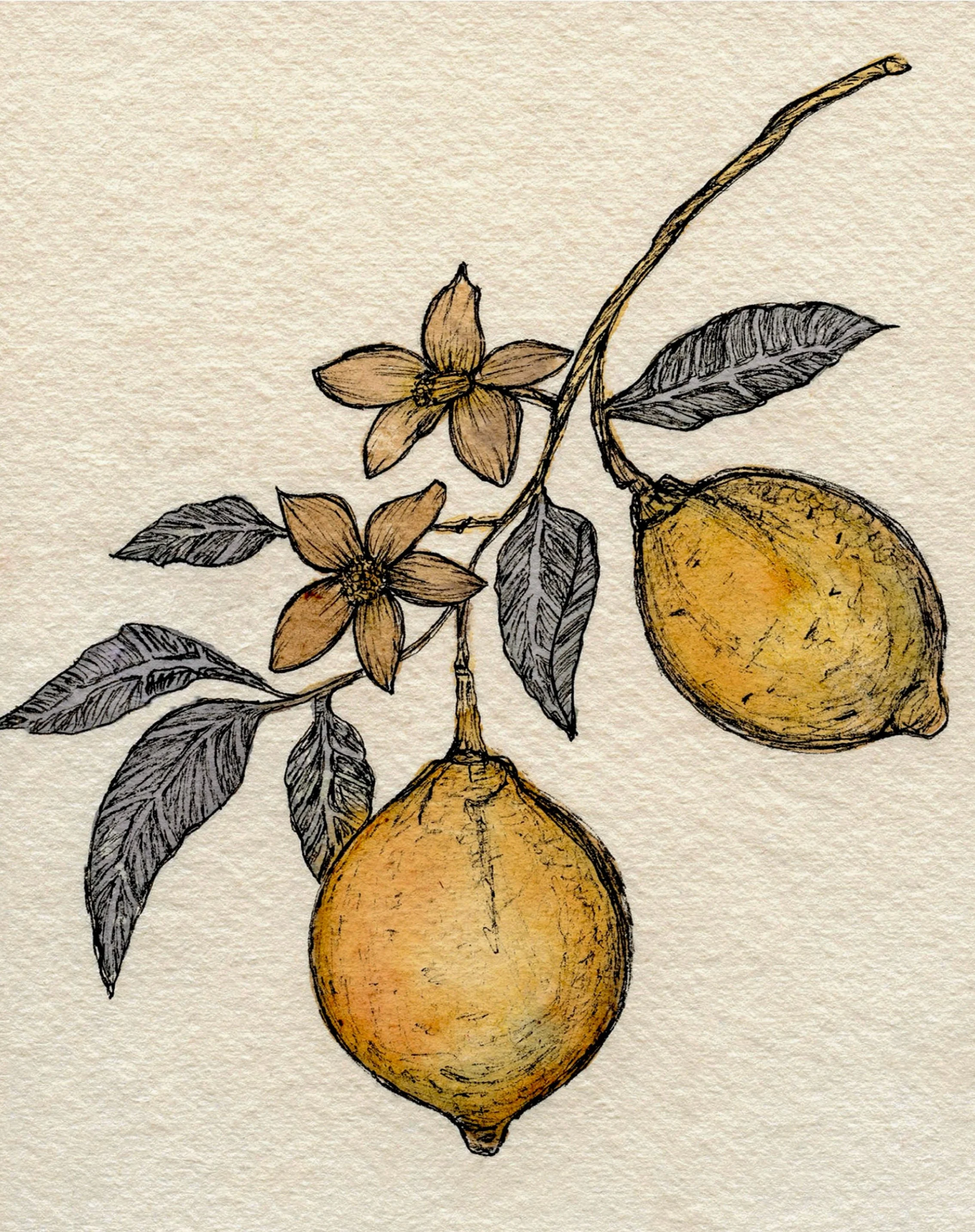 Lemon mixed media 7.5x9.5.jpg