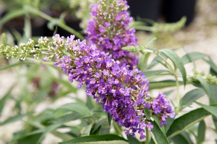 Buddleia 'Ultra Violet' | Butterfly Bush